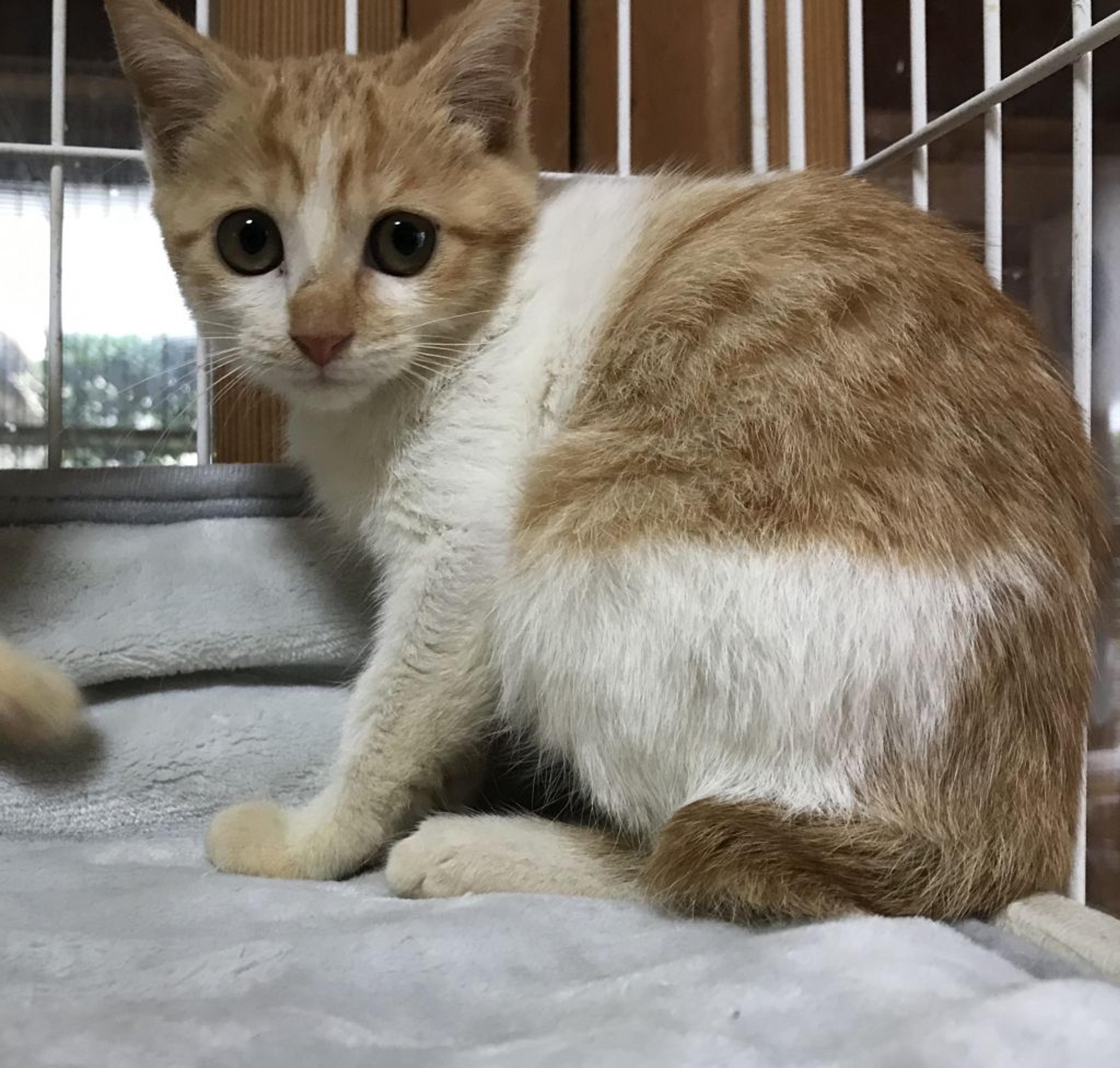 pet-image-2