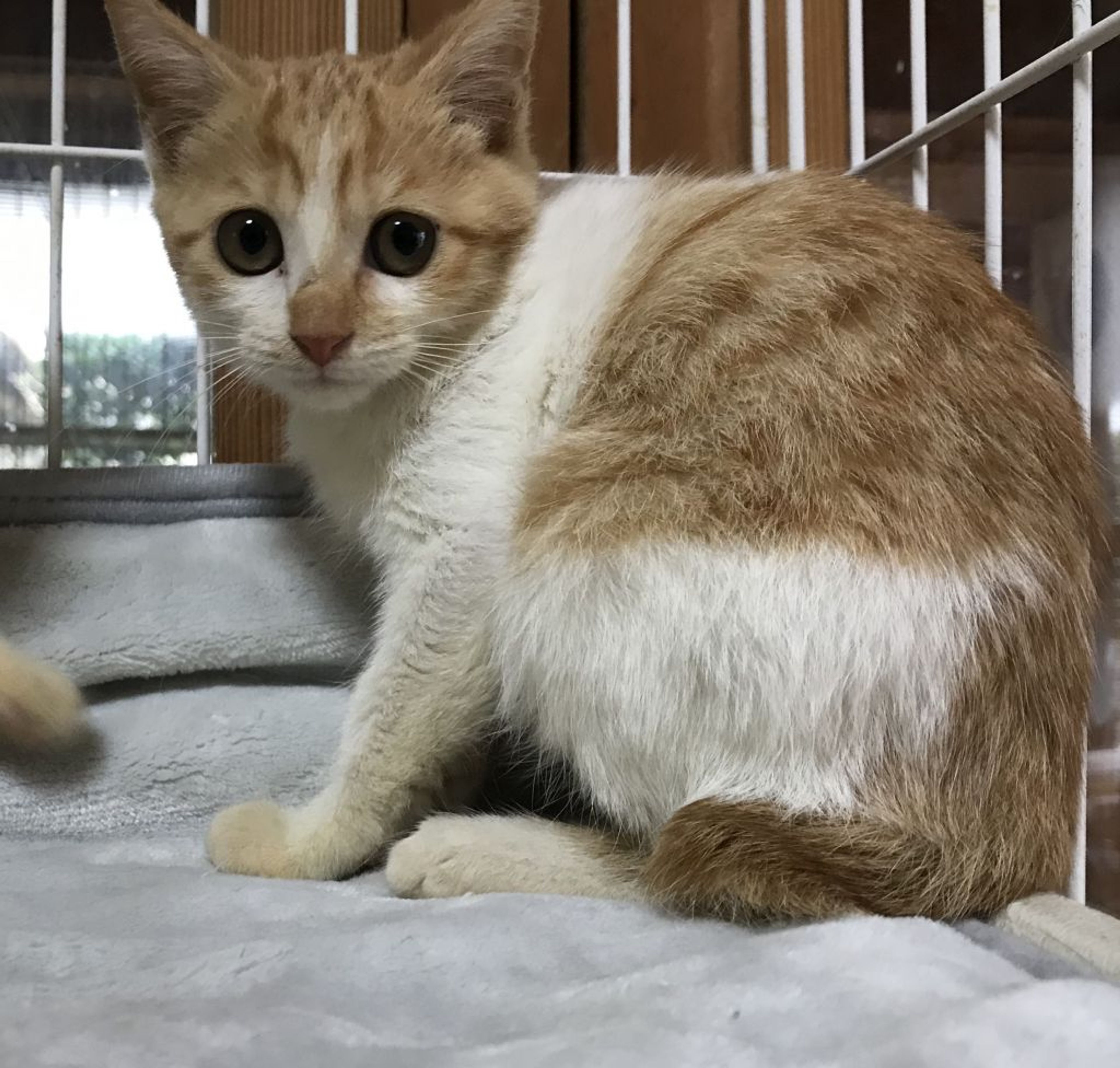 pet-image-2