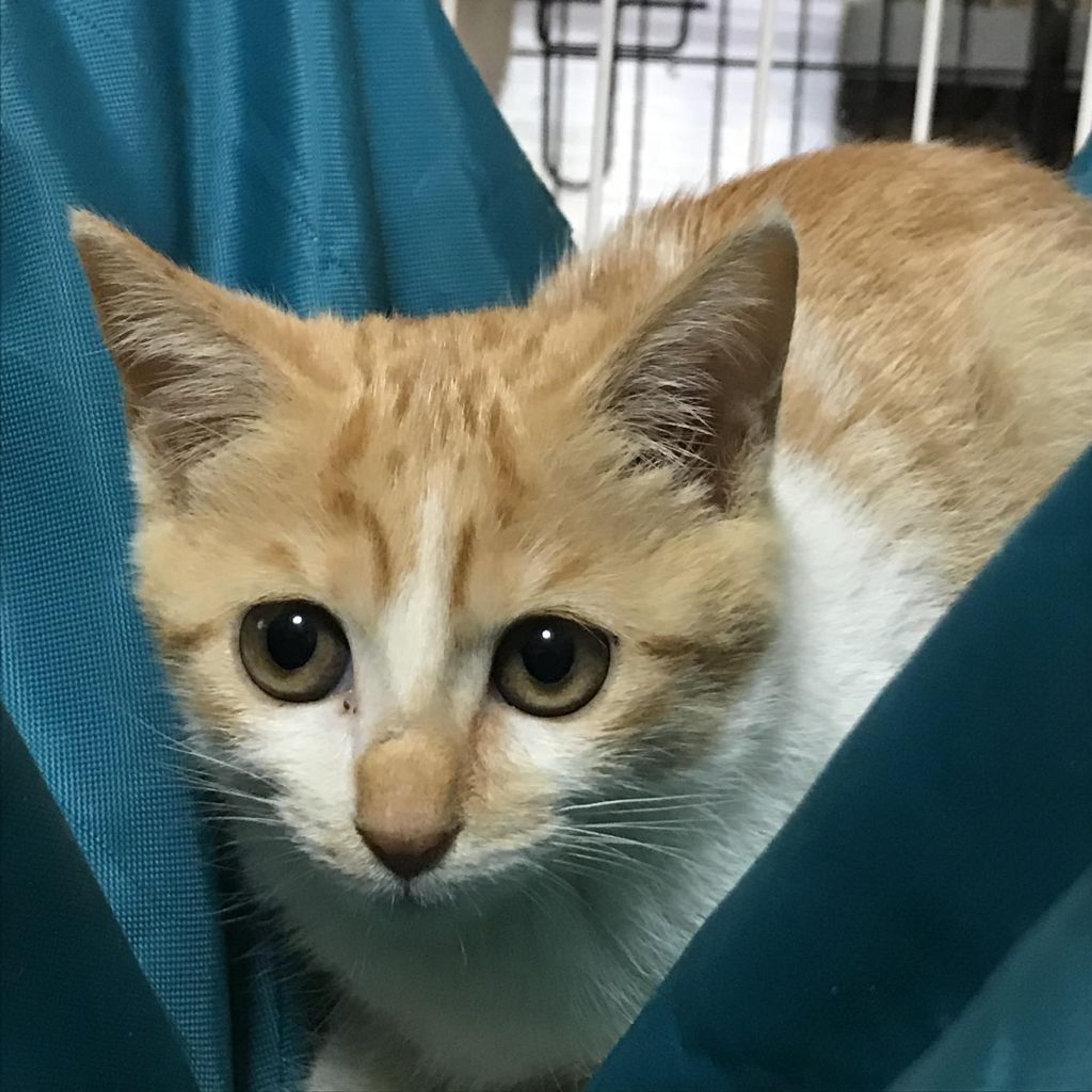 pet-image-3