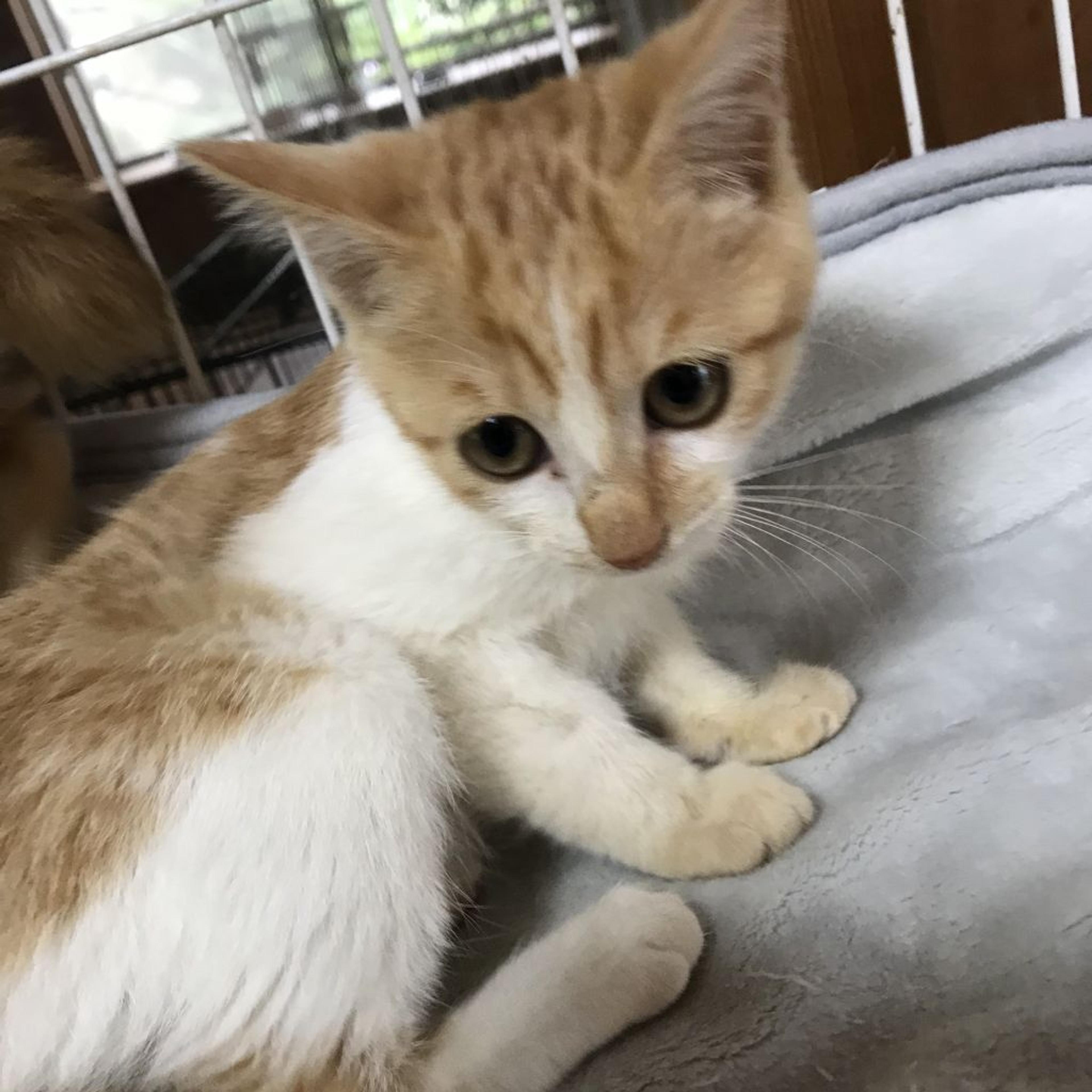 pet-image-4