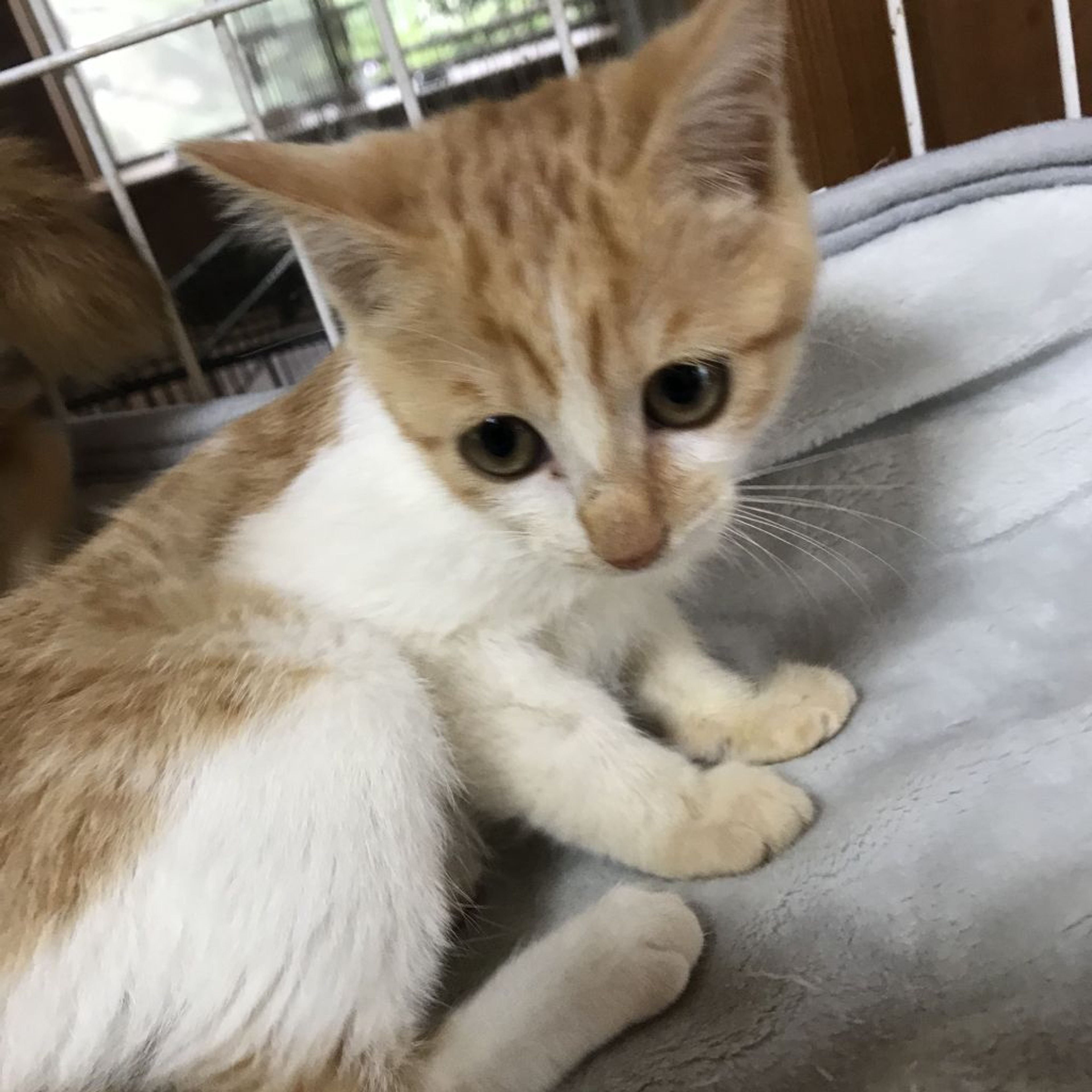 pet-image-4
