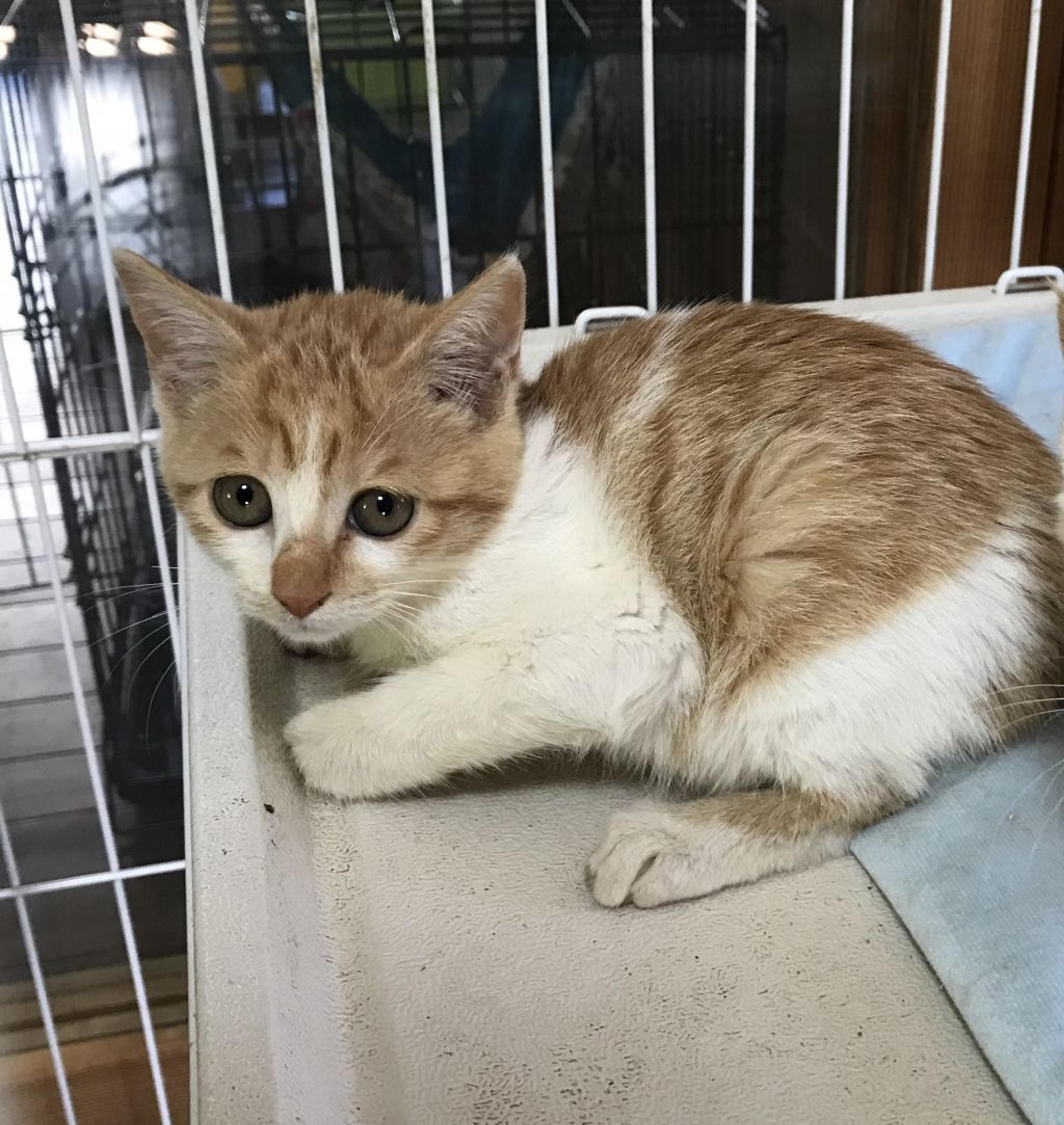 pet-image-5