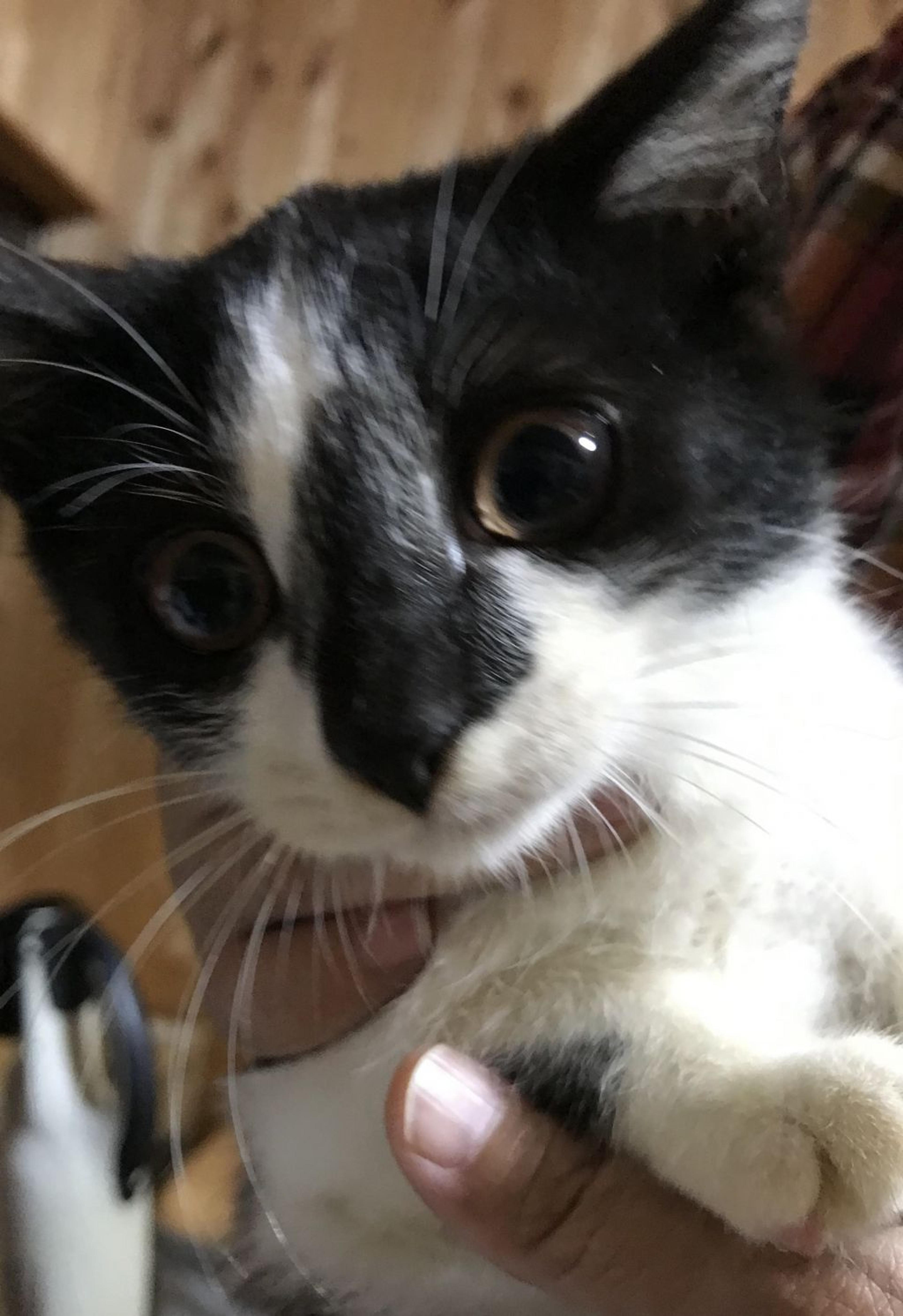 pet-image-2