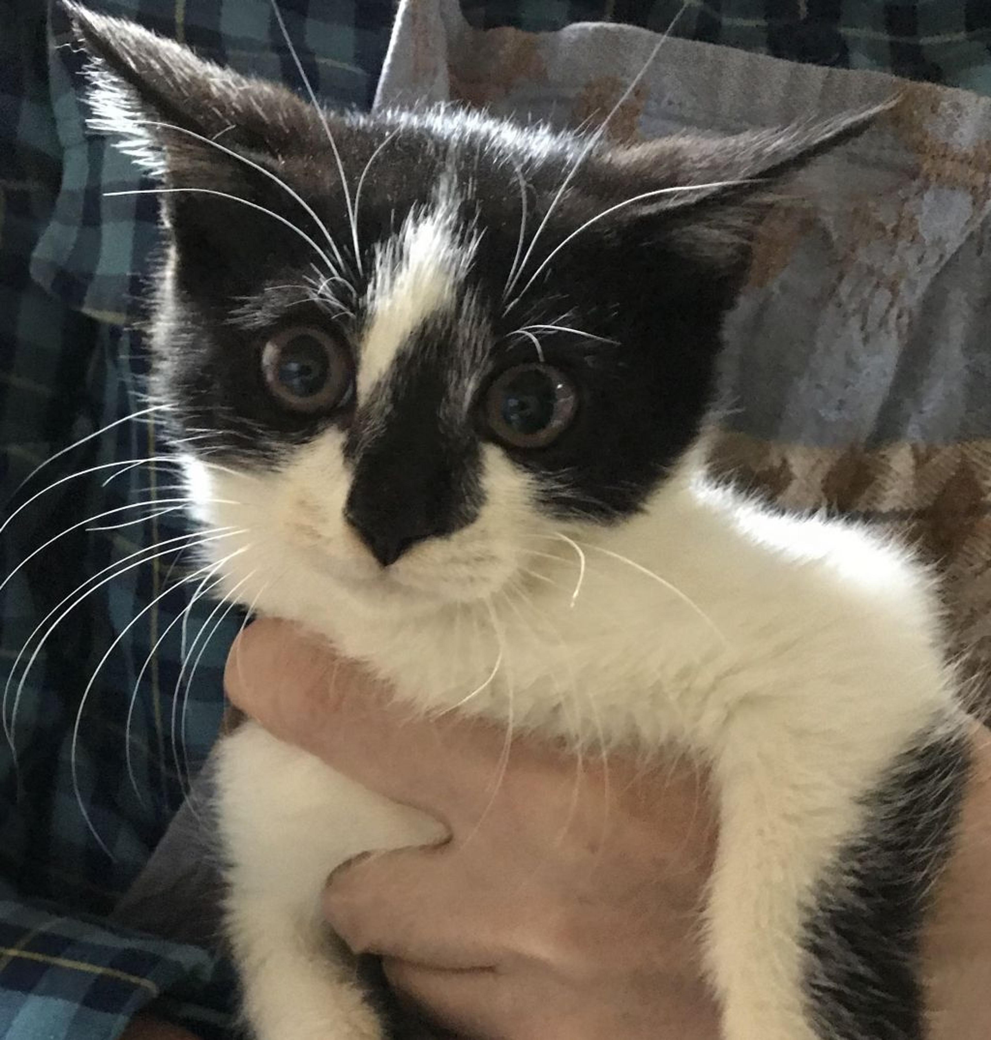 pet-image-3
