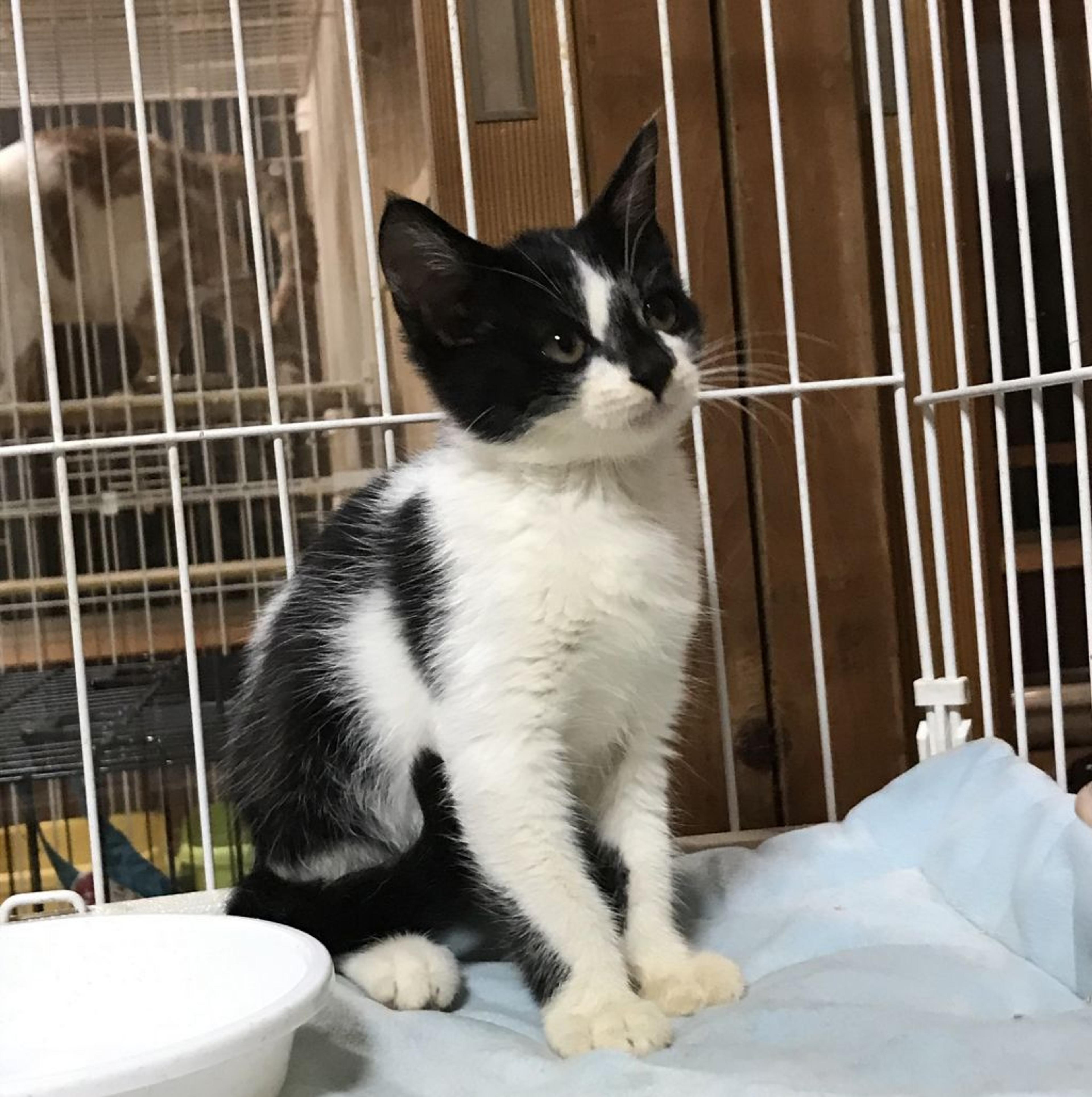 pet-image-5