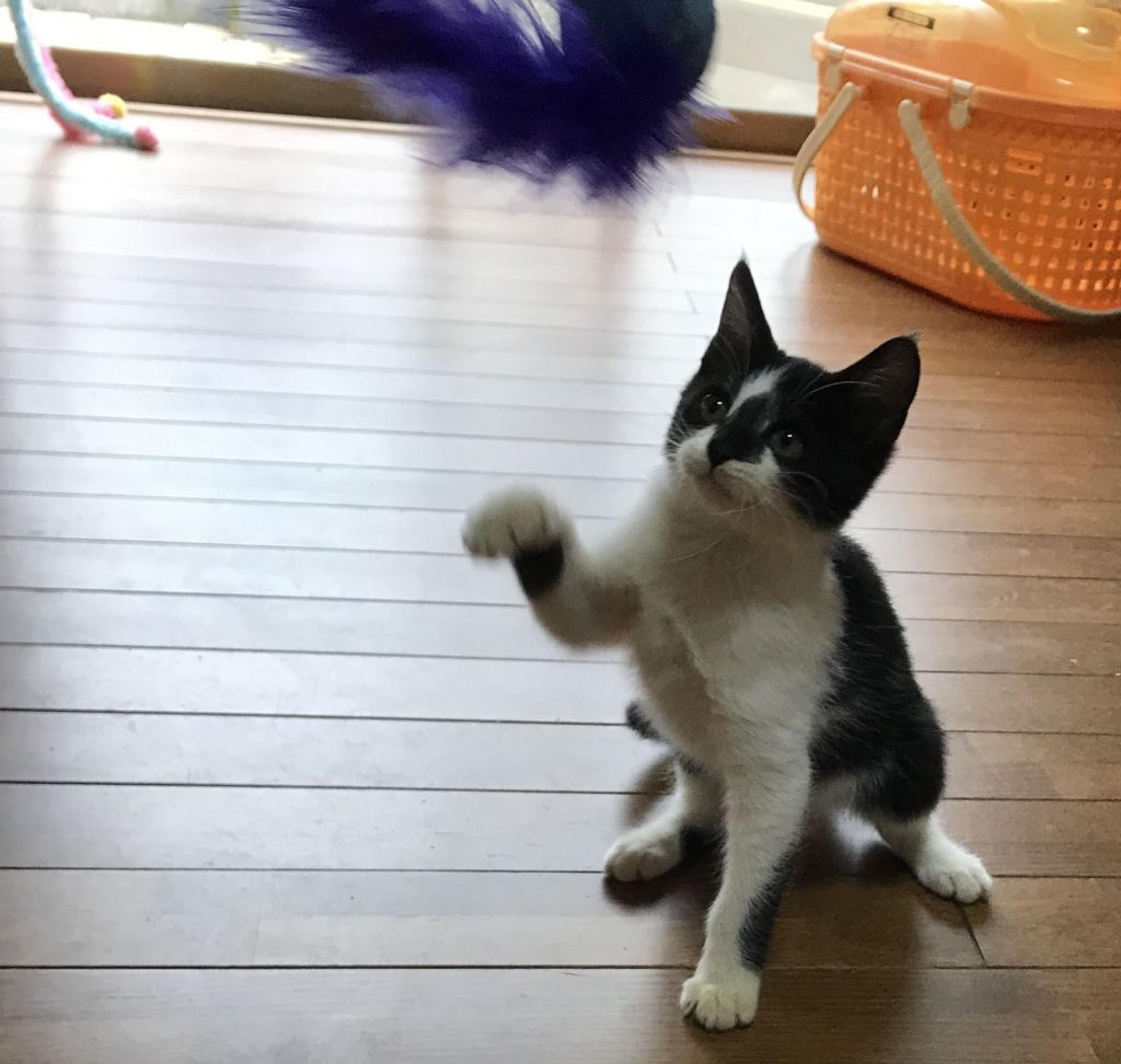 pet-image-6