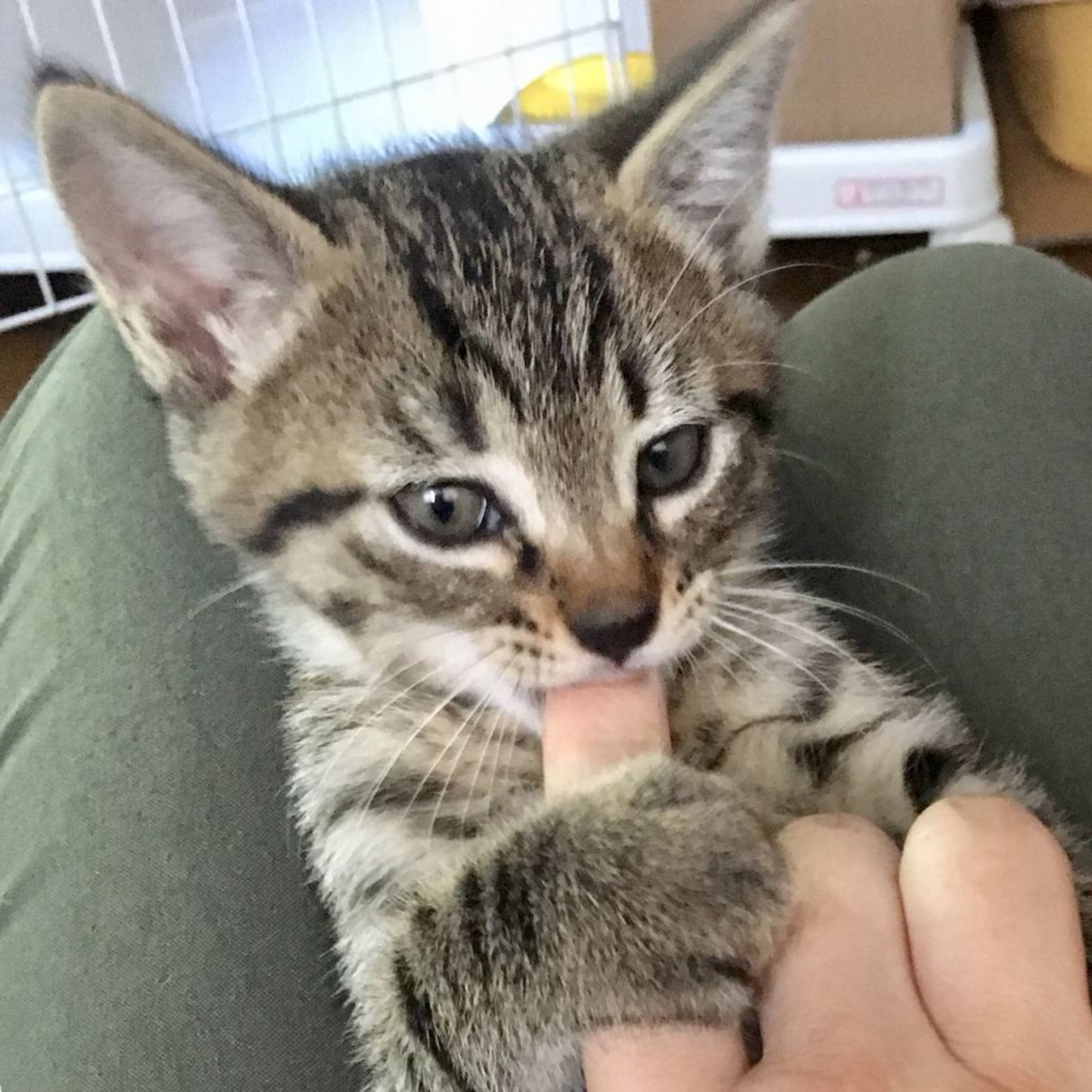 雑種（ミックス猫）・オスの里親募集の写真