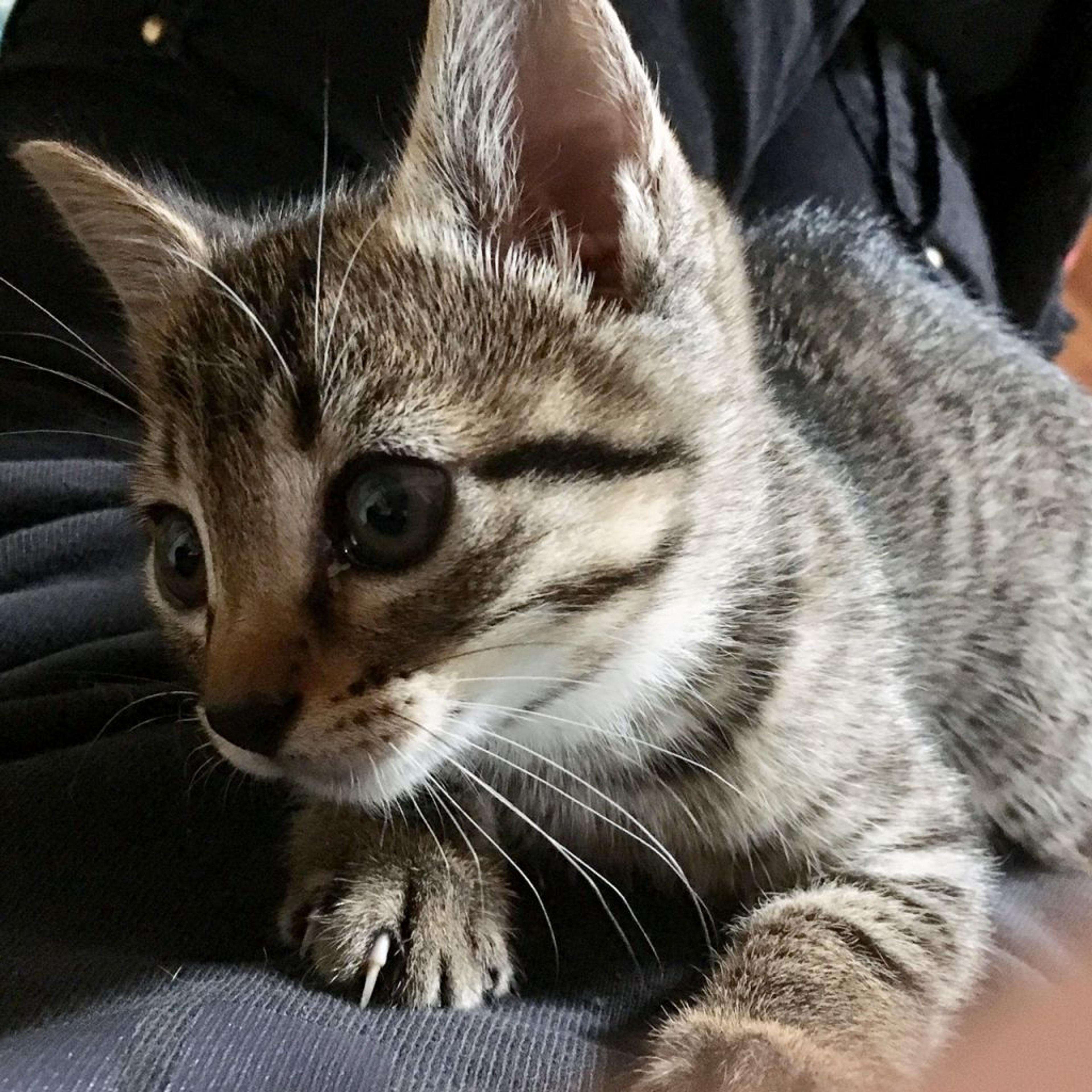pet-image-3