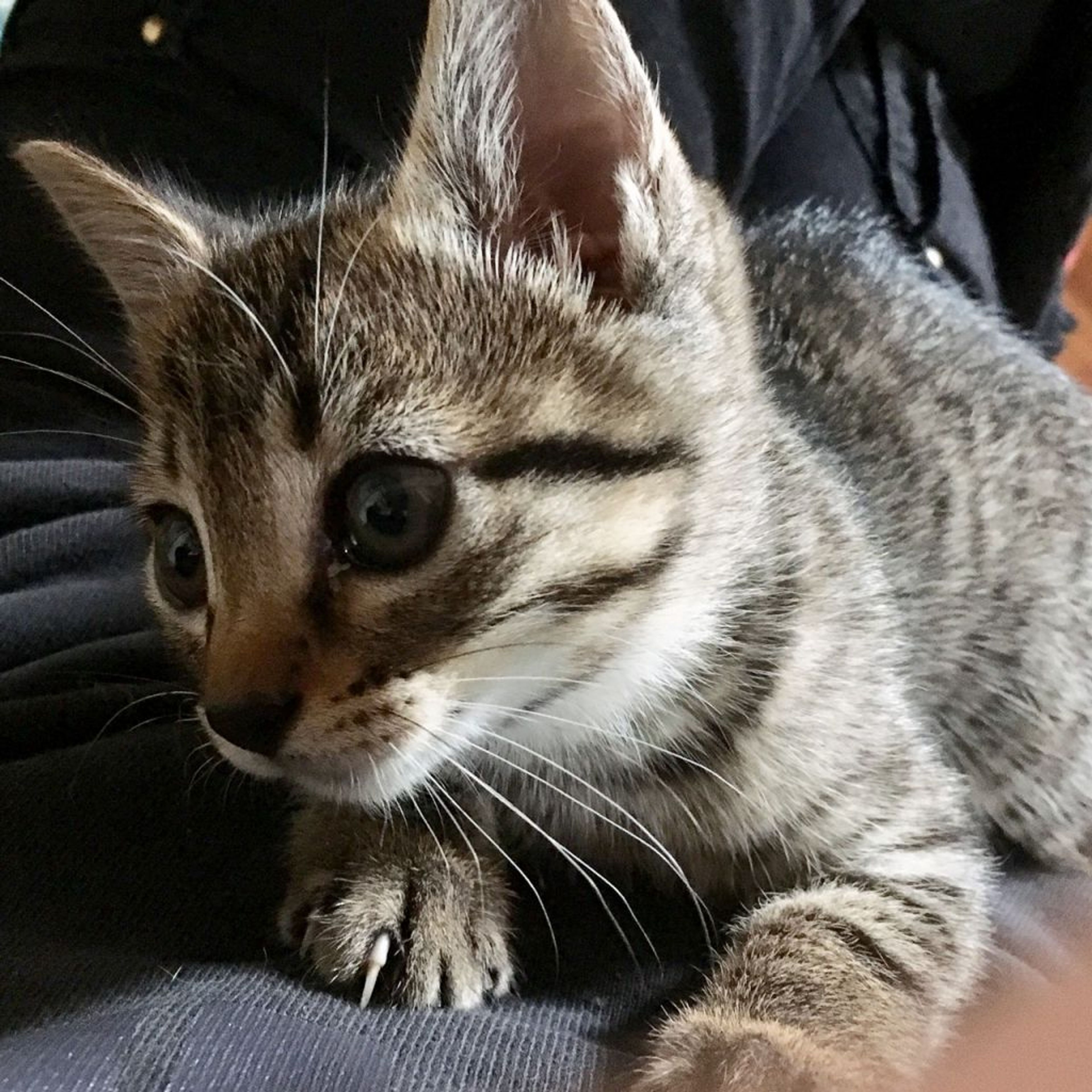 pet-image-3