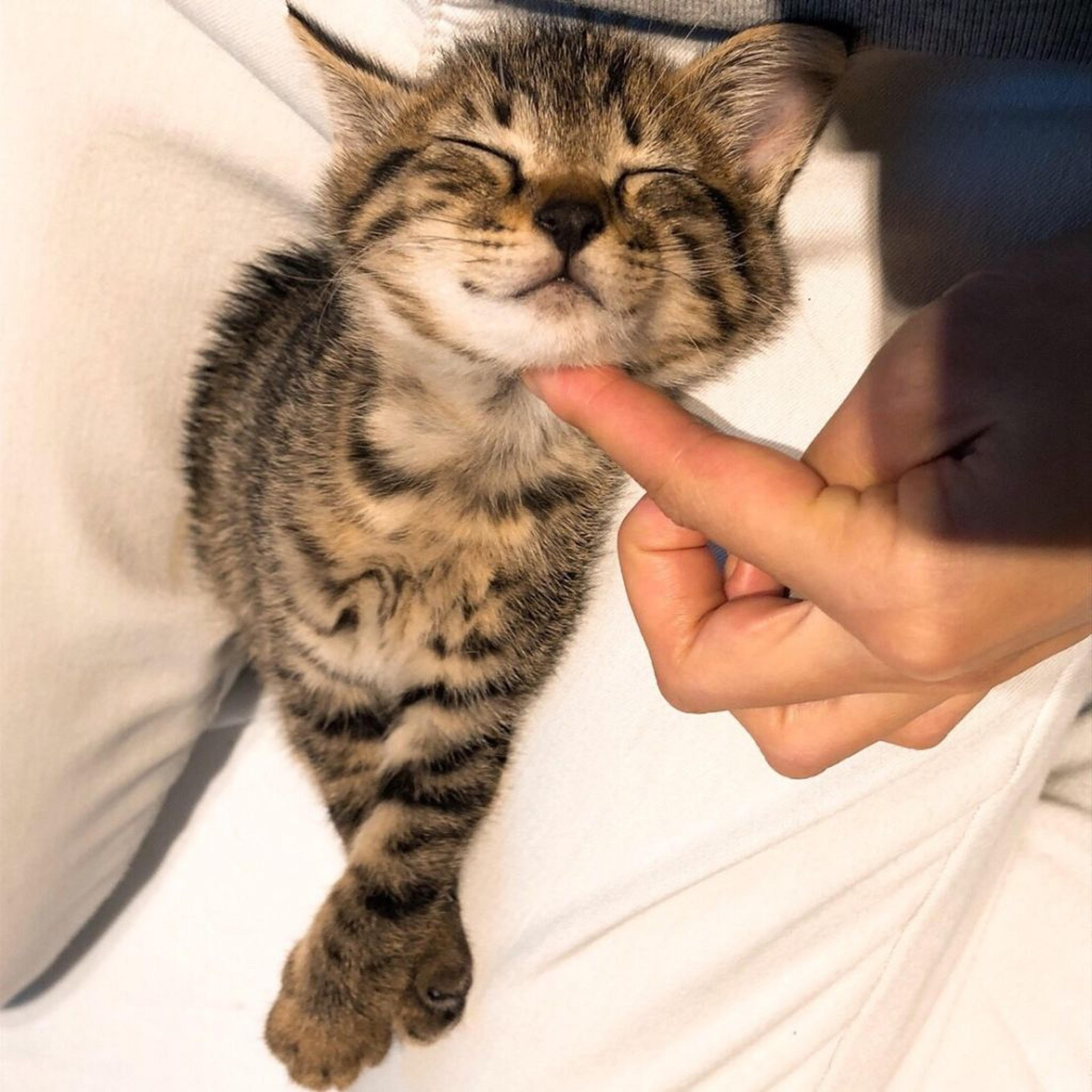 pet-image-4