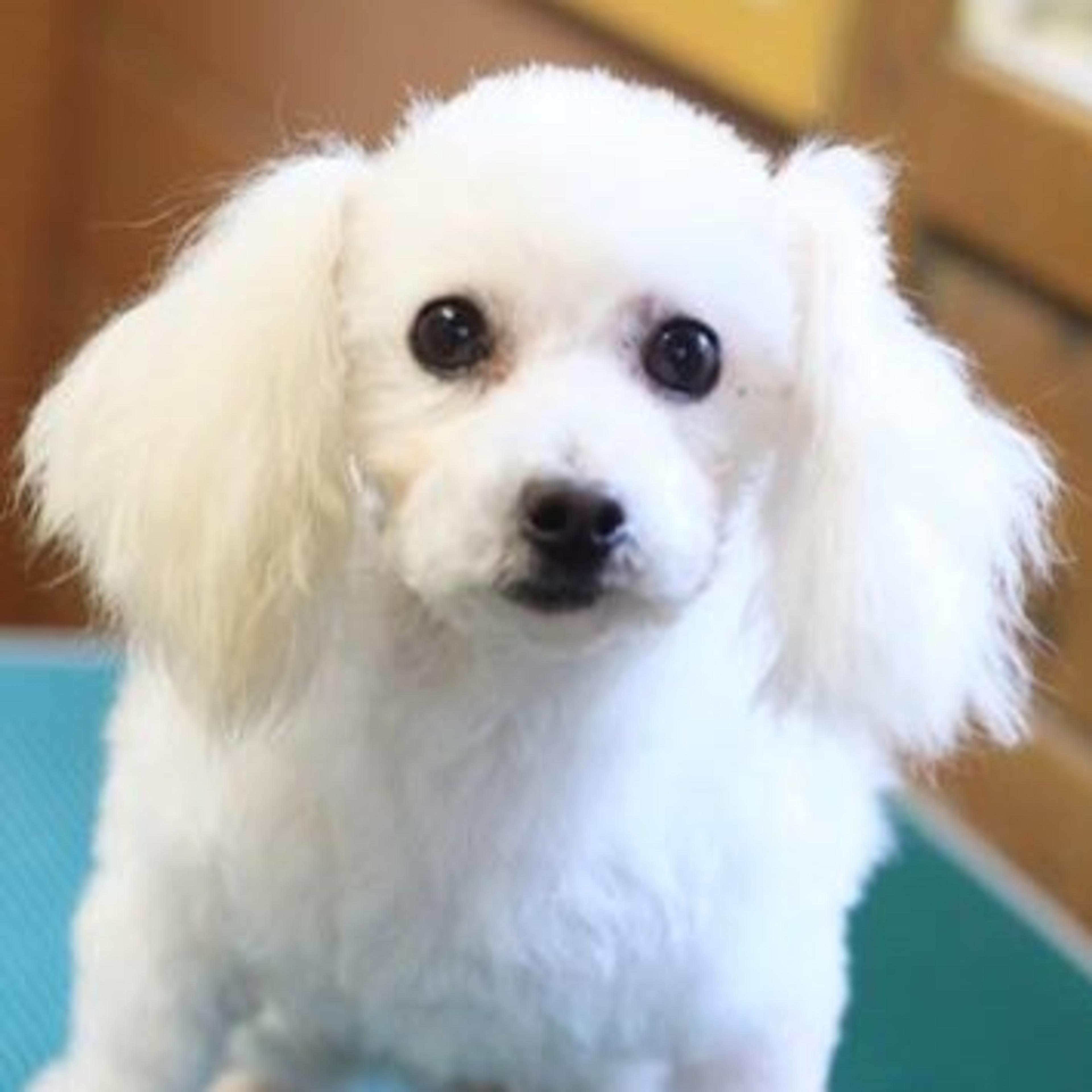 pet-image-2