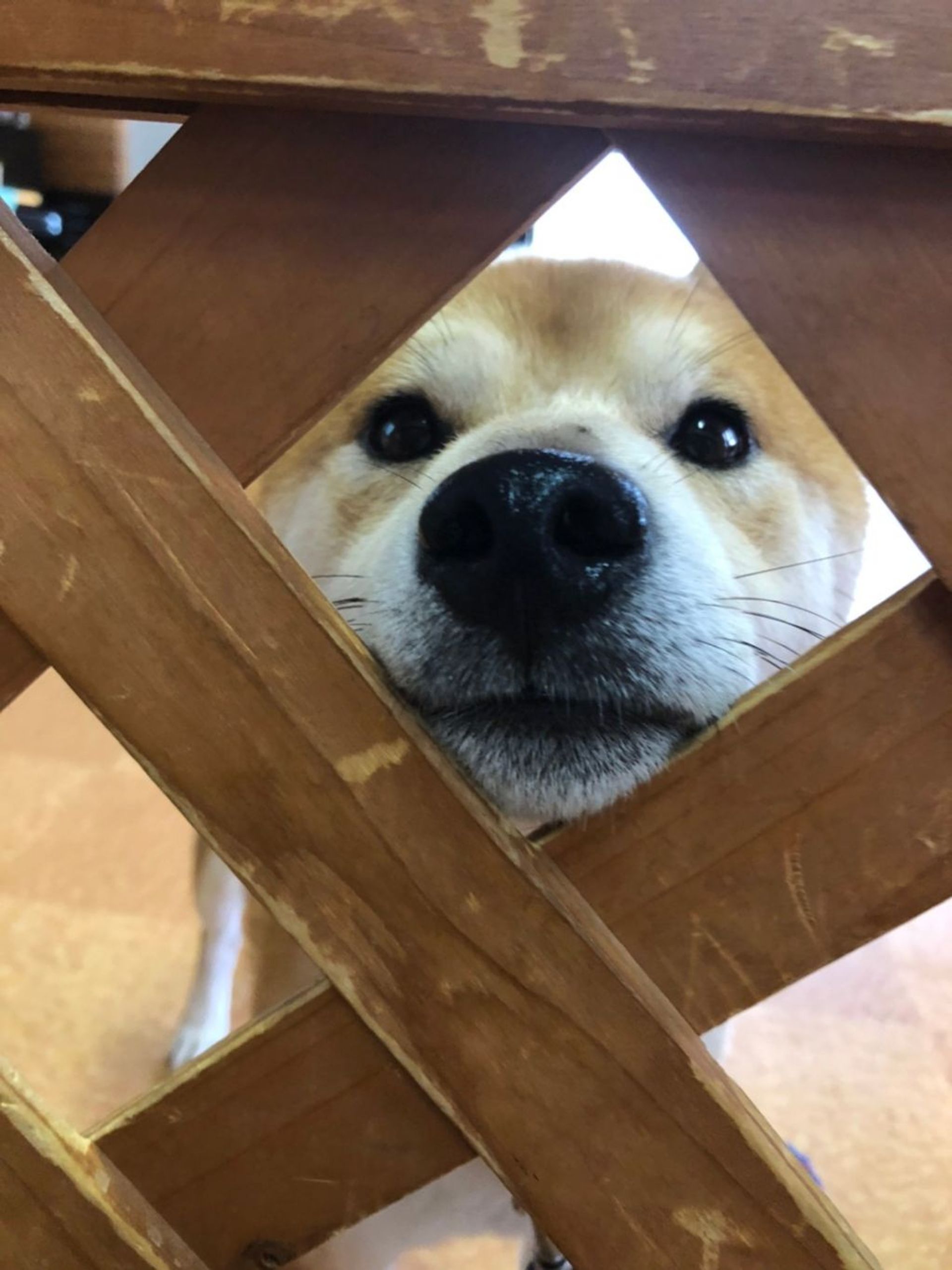 柴犬・オスの里親募集の写真