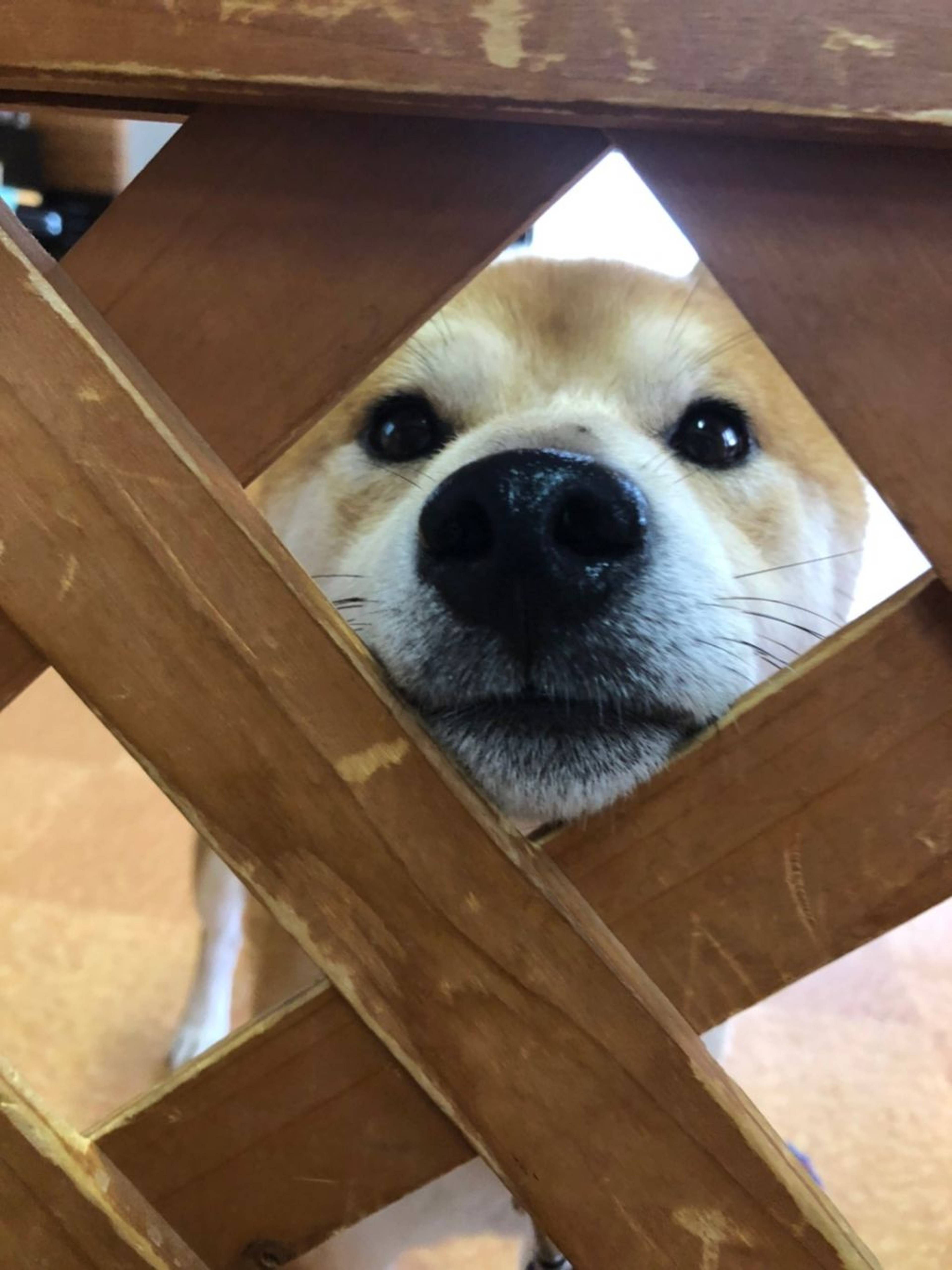 柴犬・オスの里親募集の写真