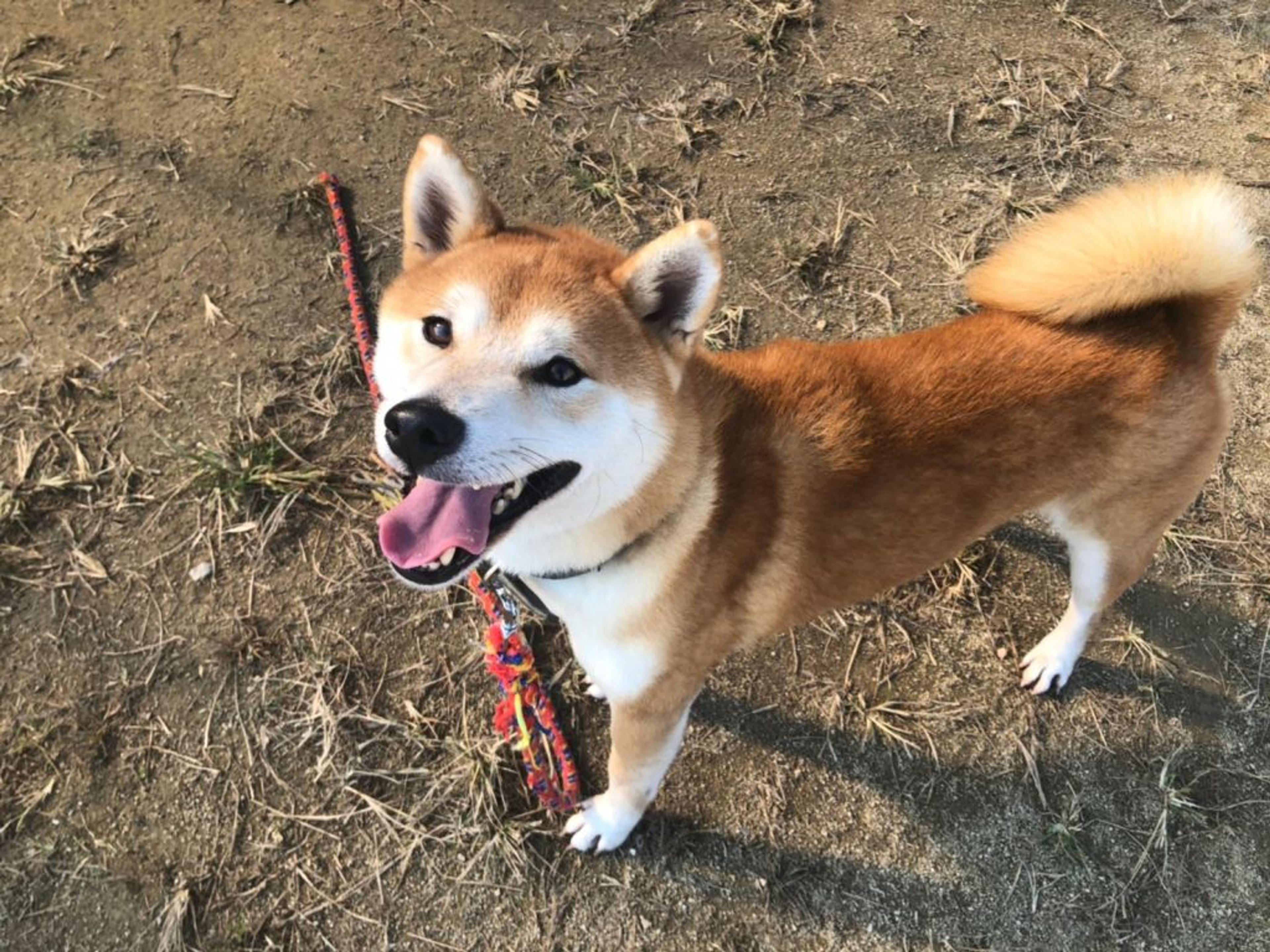 pet-image-2