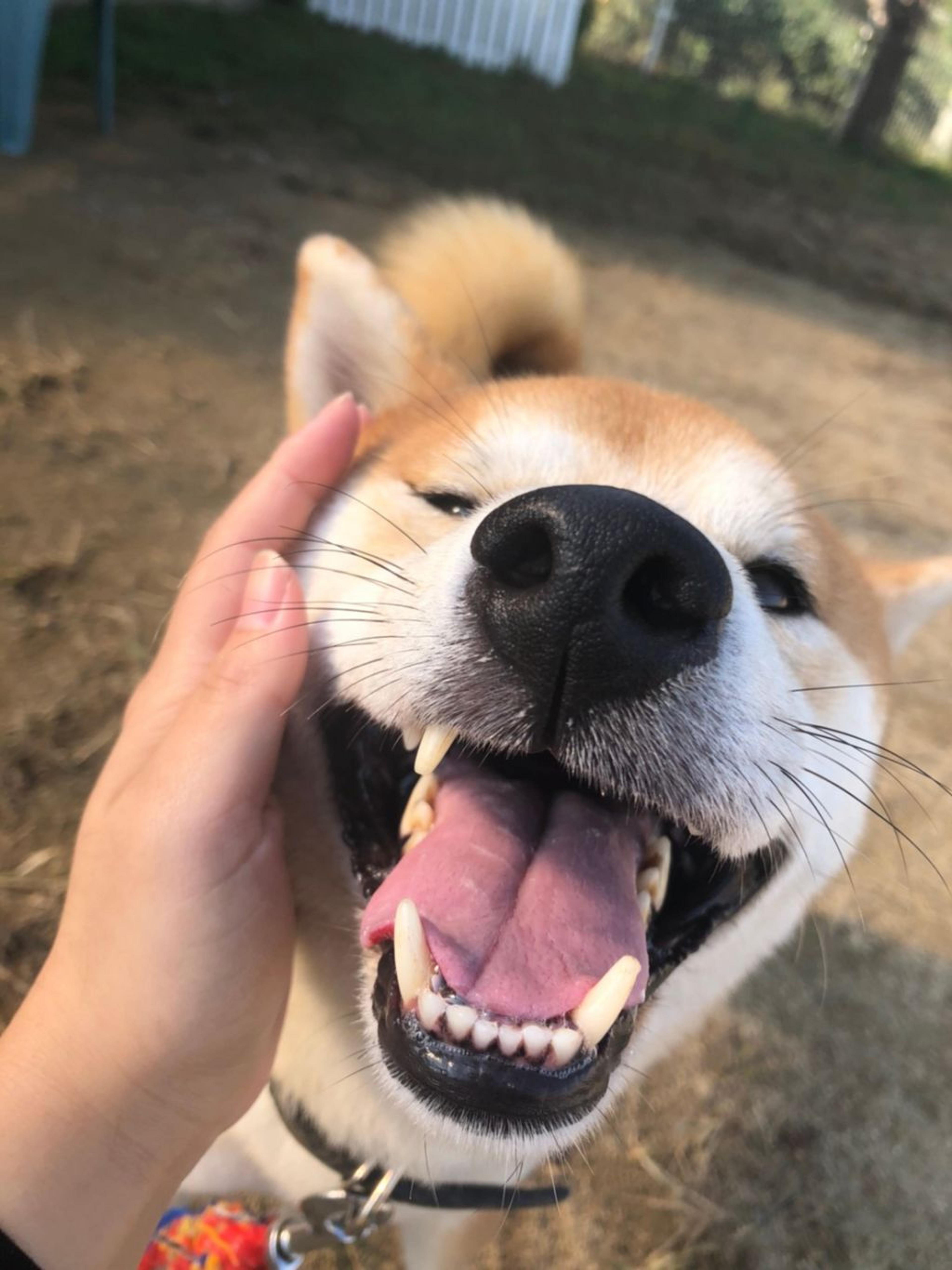 pet-image-3