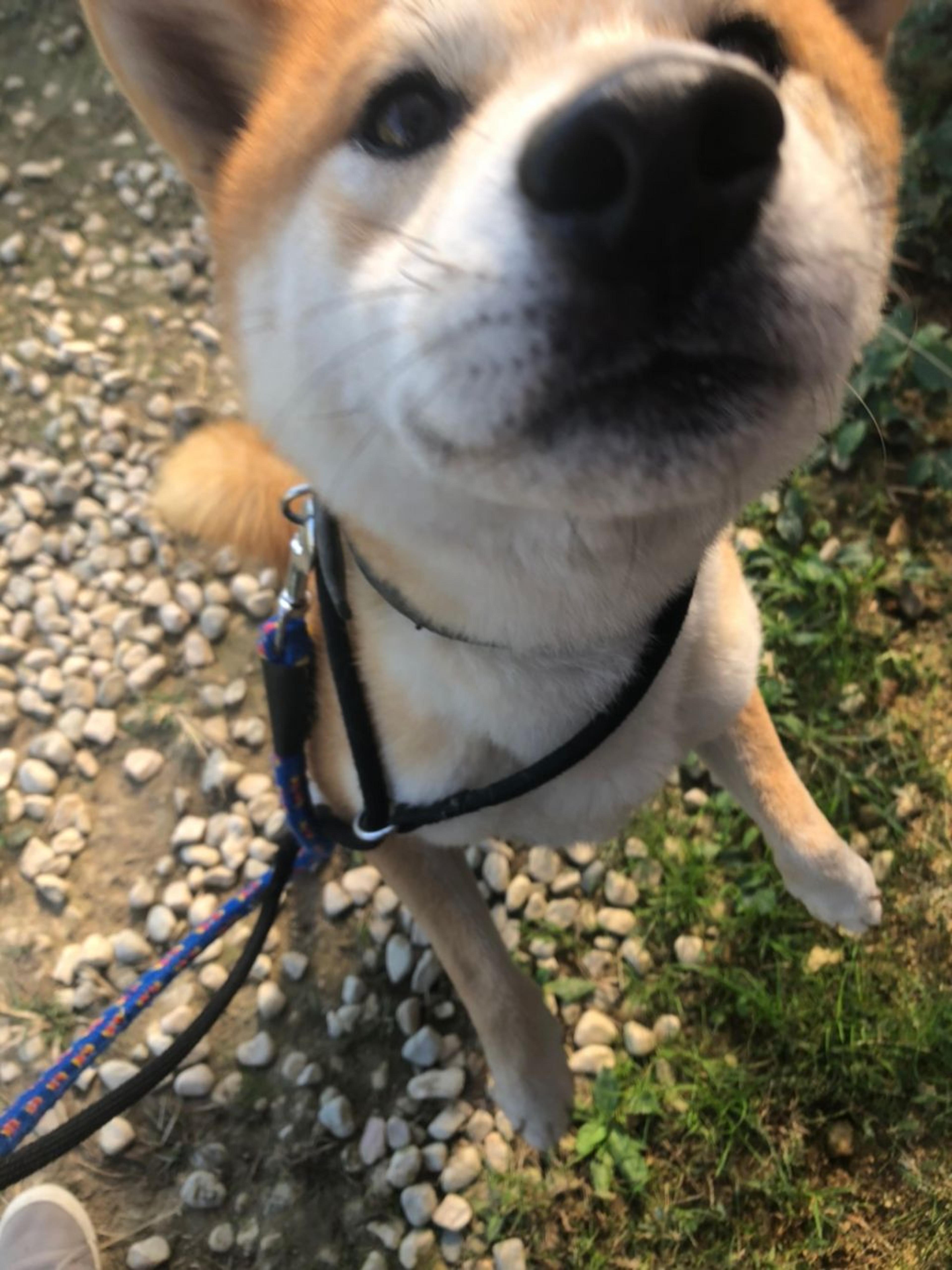 pet-image-4