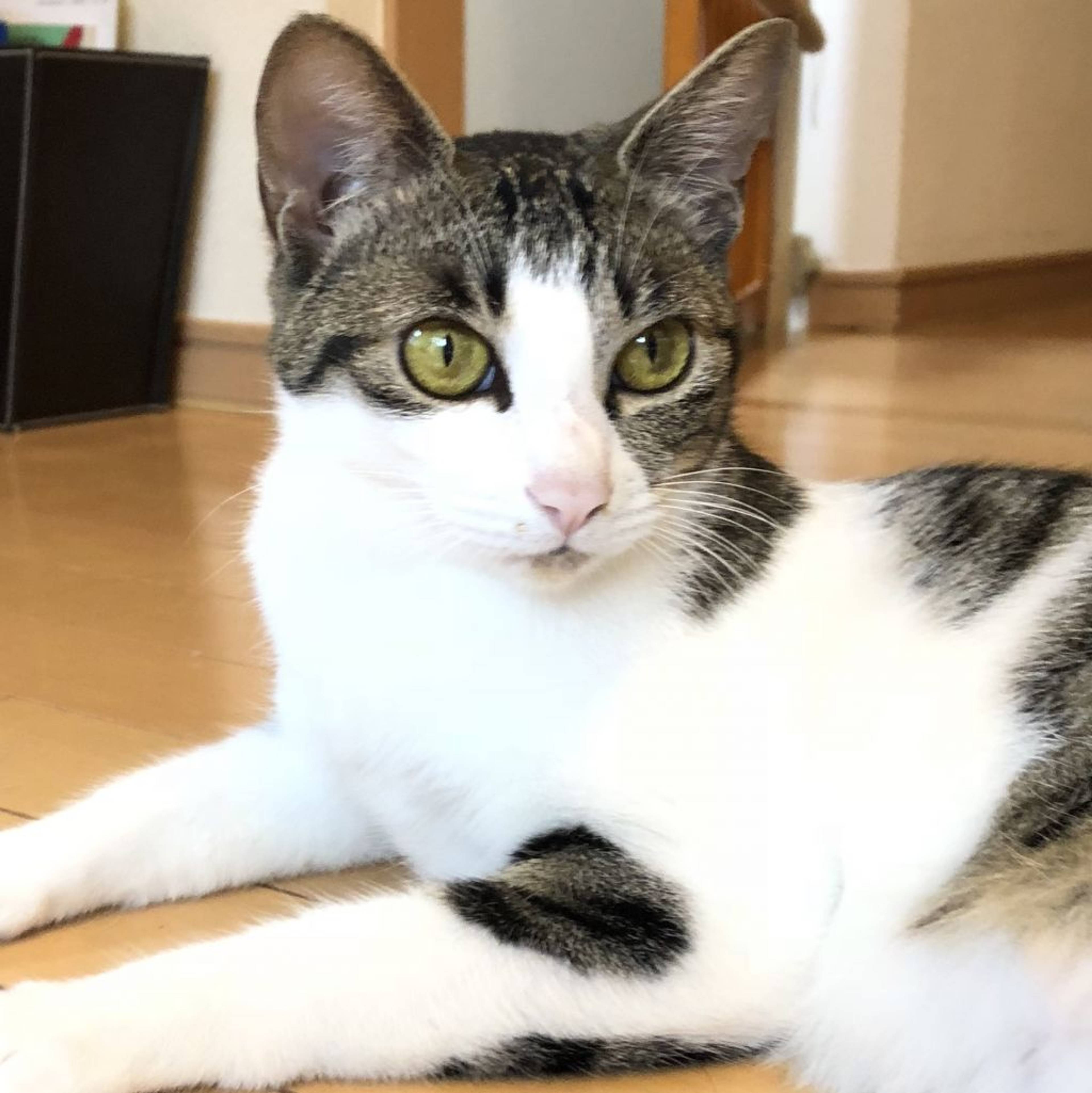 雑種（ミックス猫）・メスの里親募集の写真