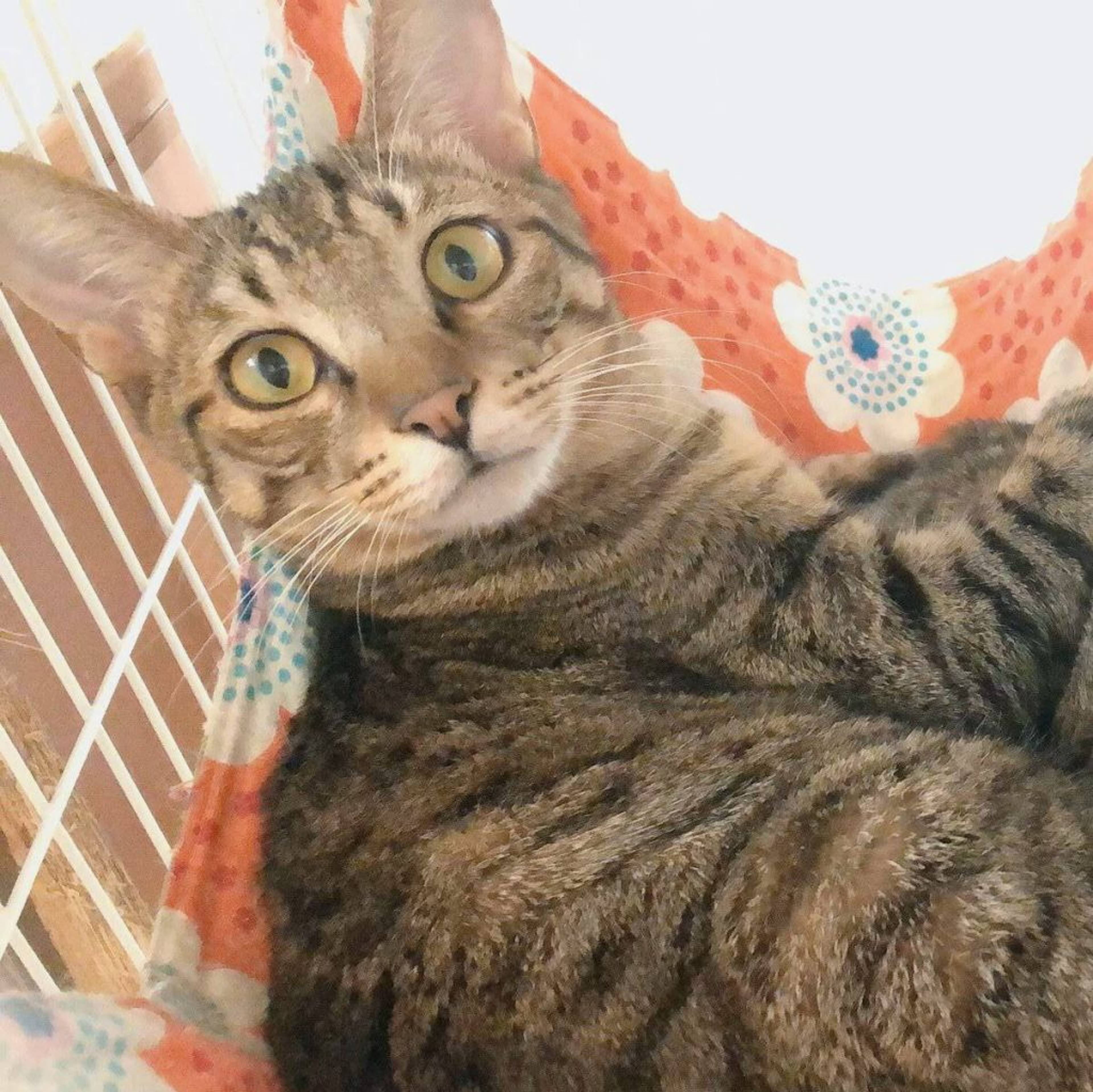 雑種（ミックス猫）・オスの里親募集の写真