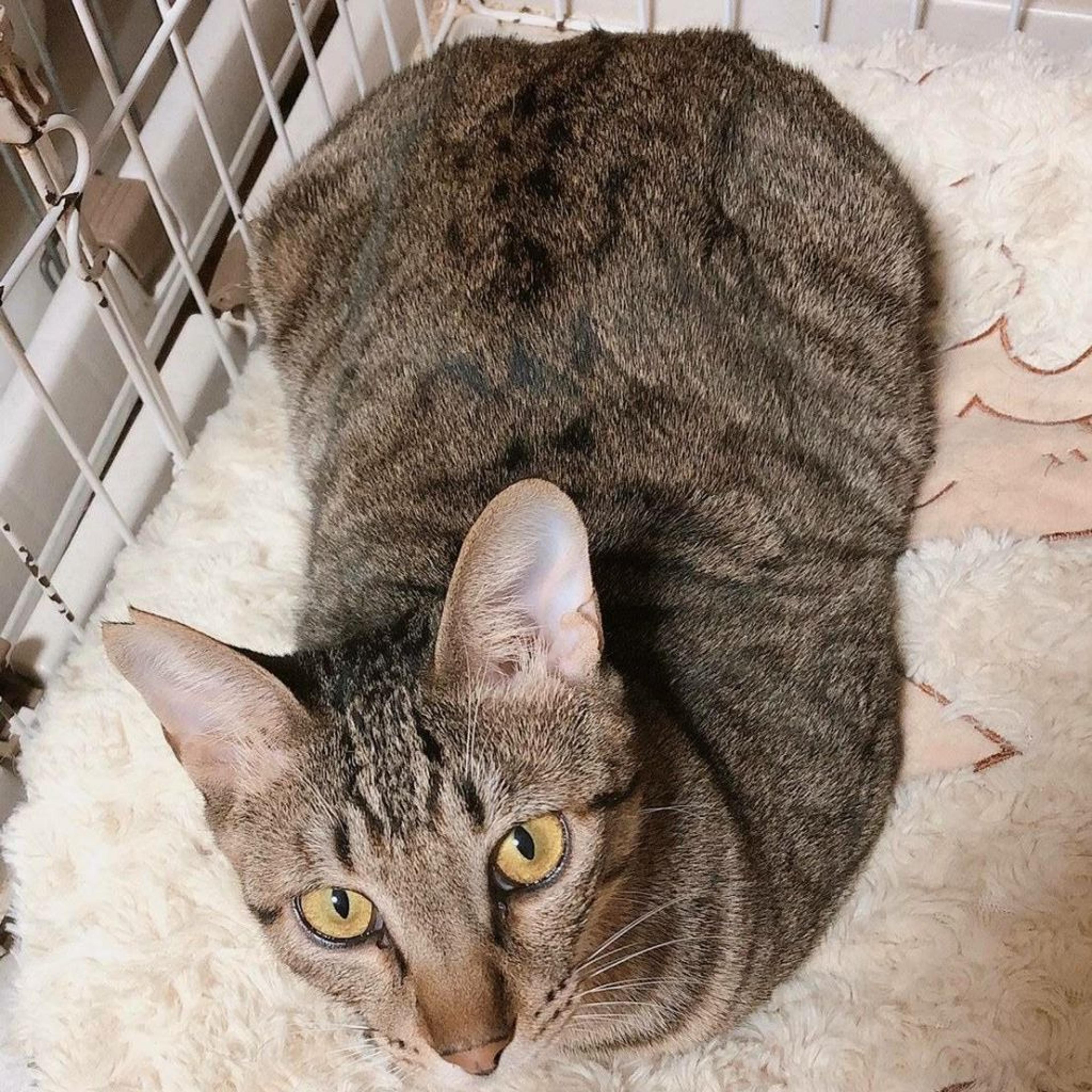 pet-image-2