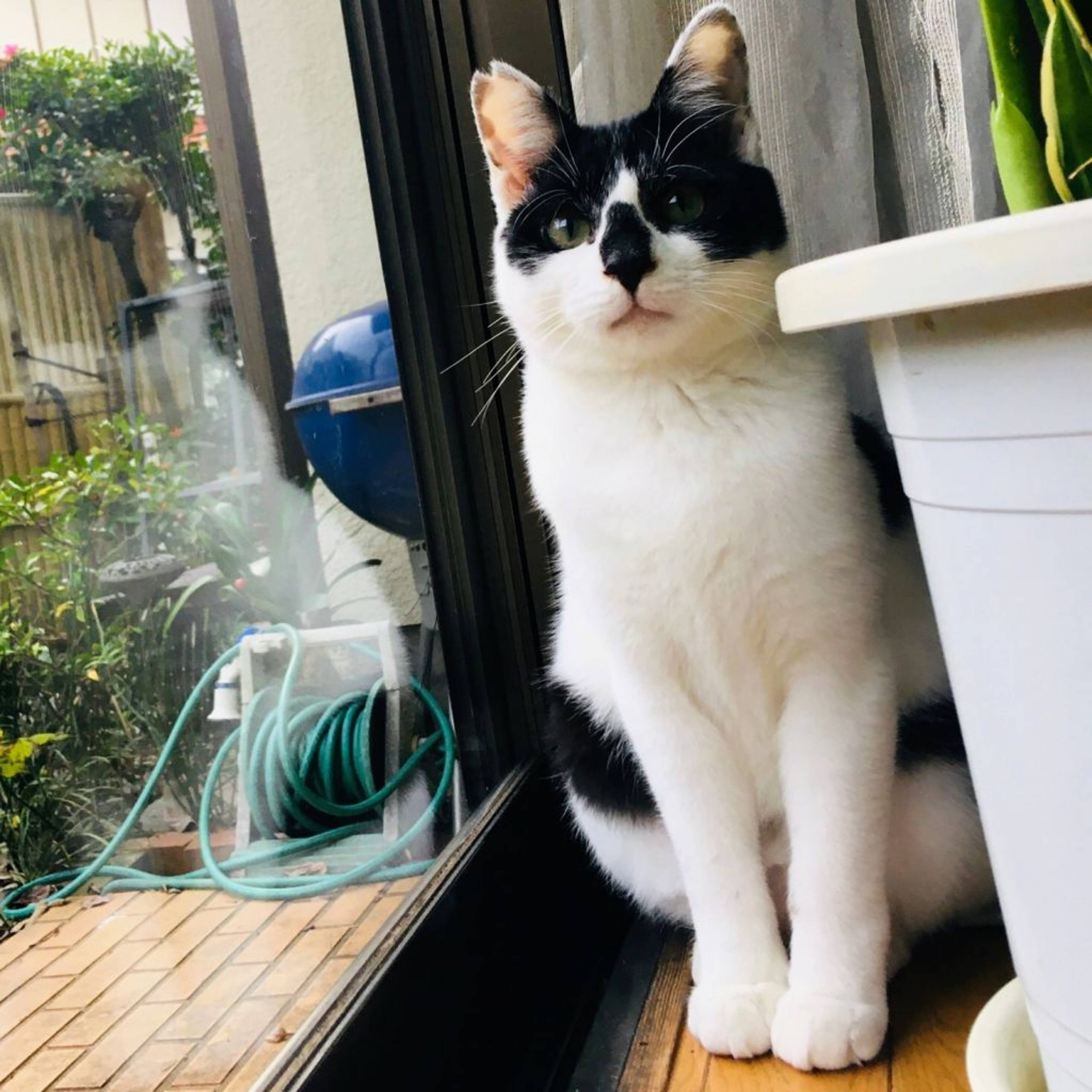 雑種（ミックス猫）・オスの里親募集の写真