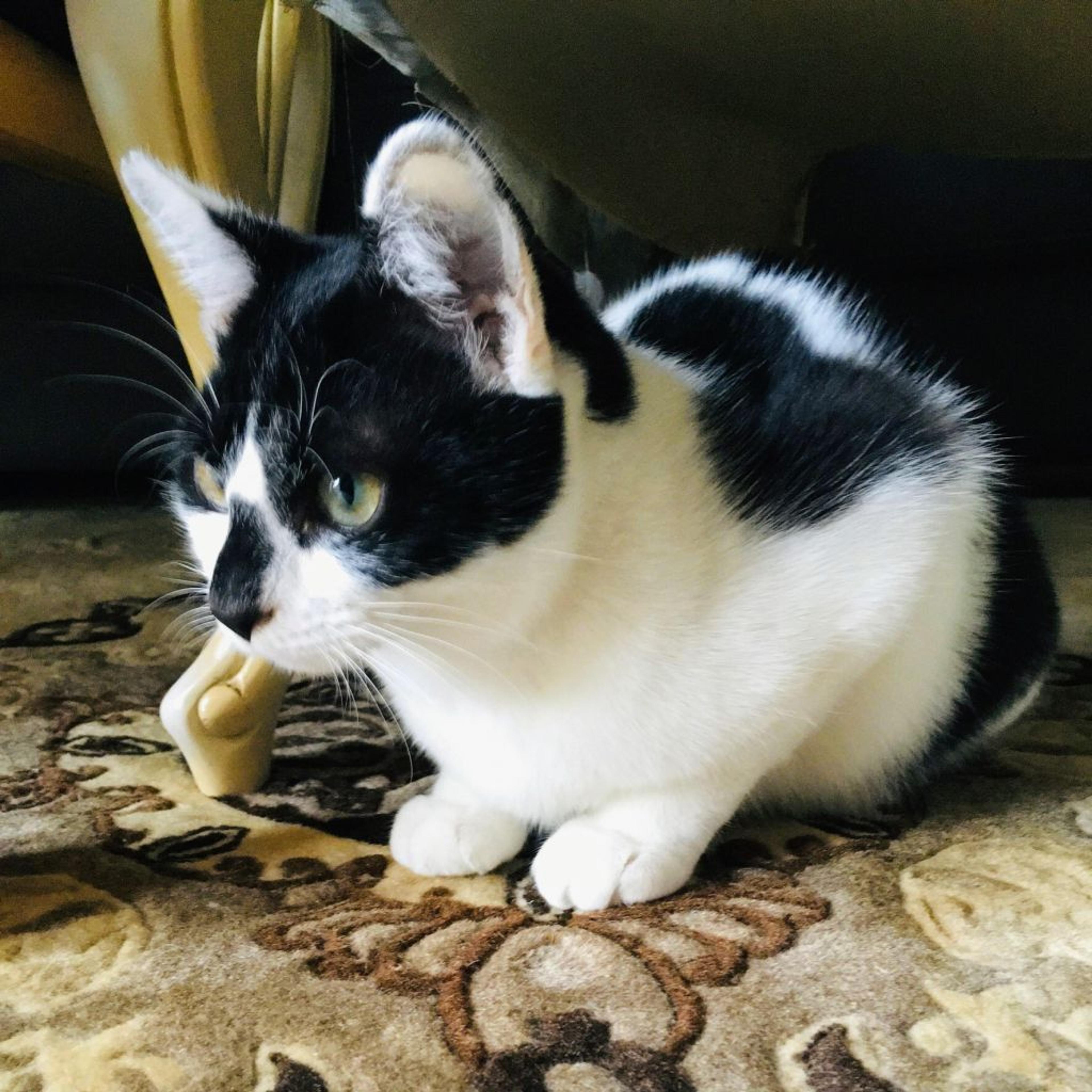 pet-image-2