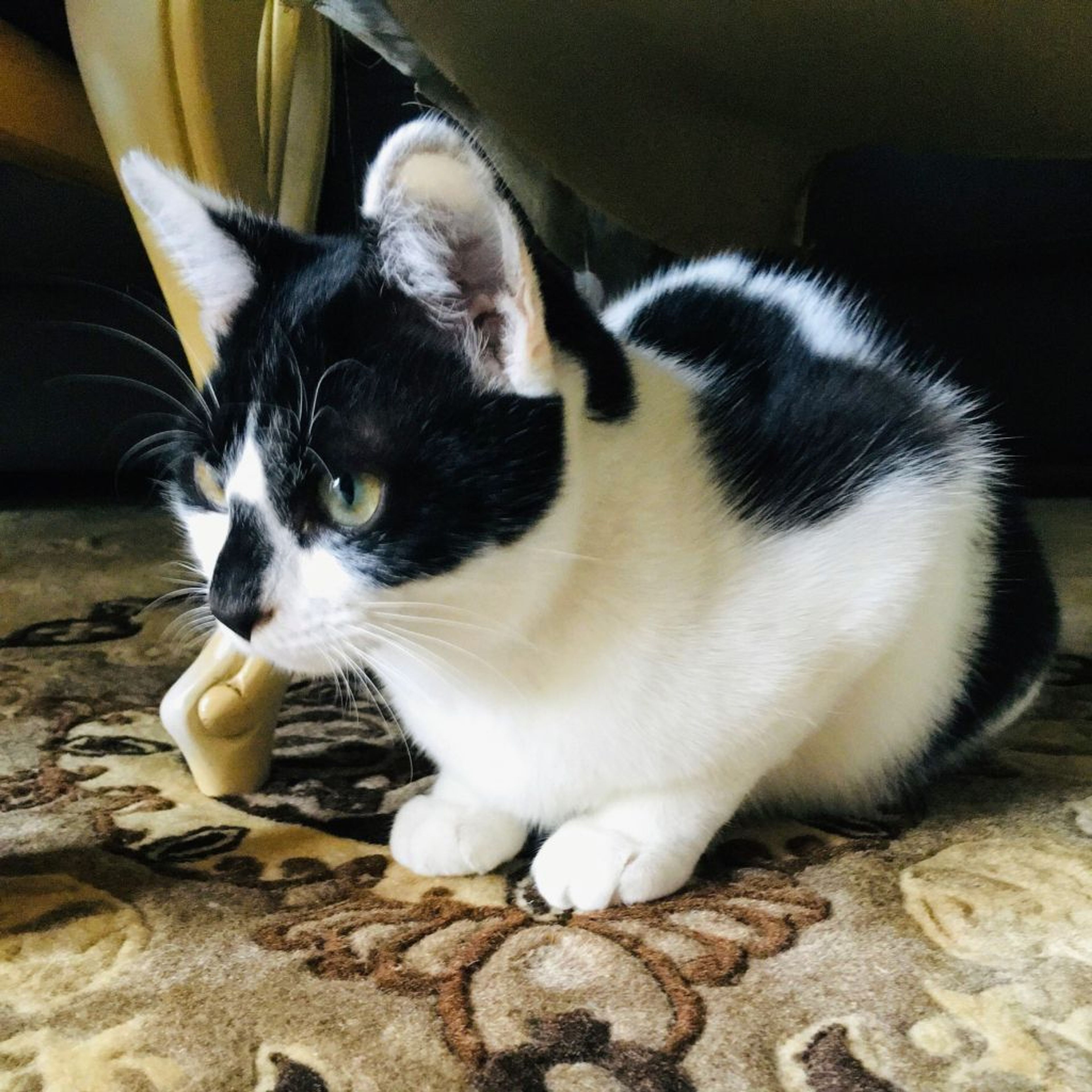 pet-image-2