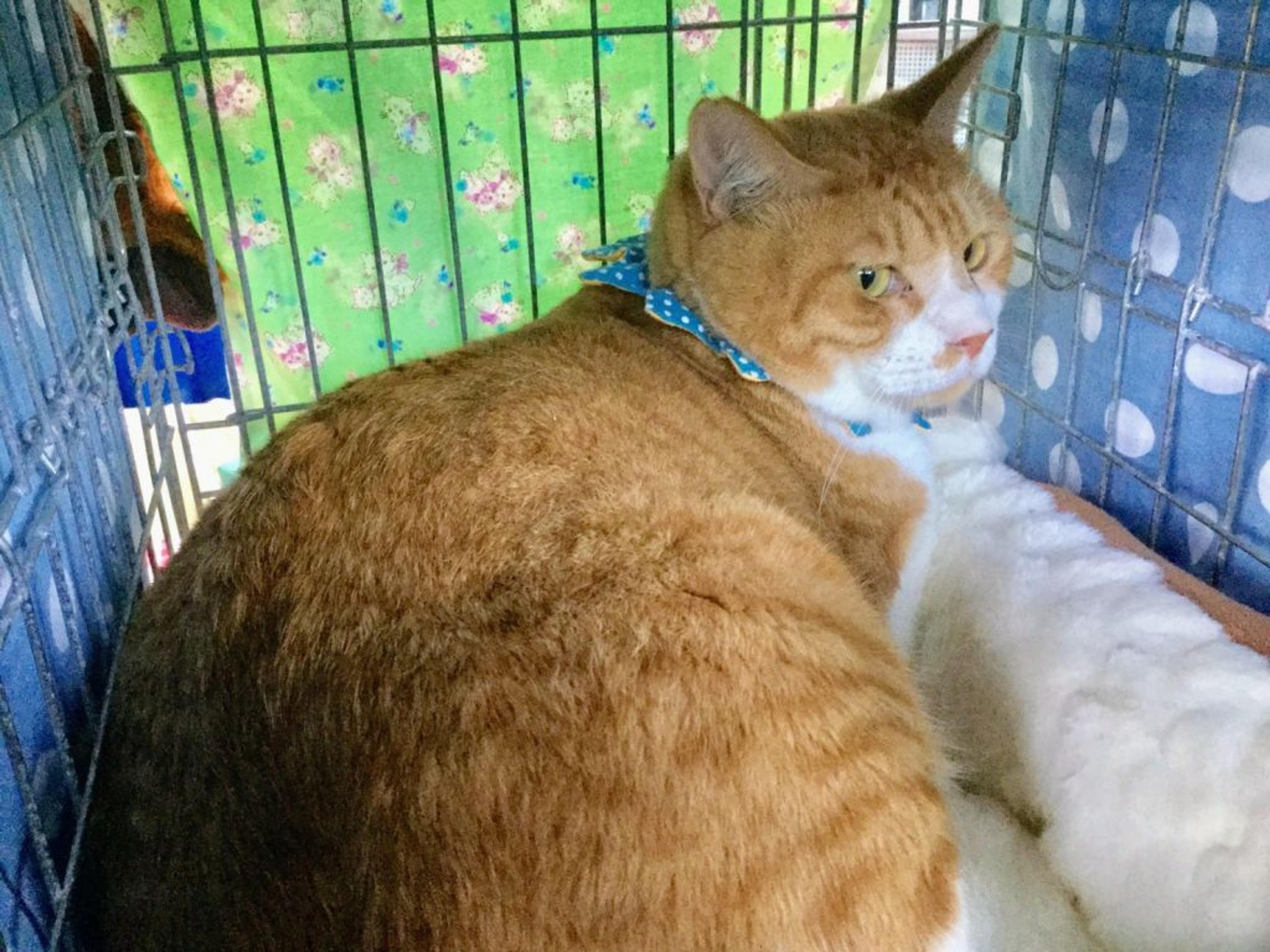 pet-image-3