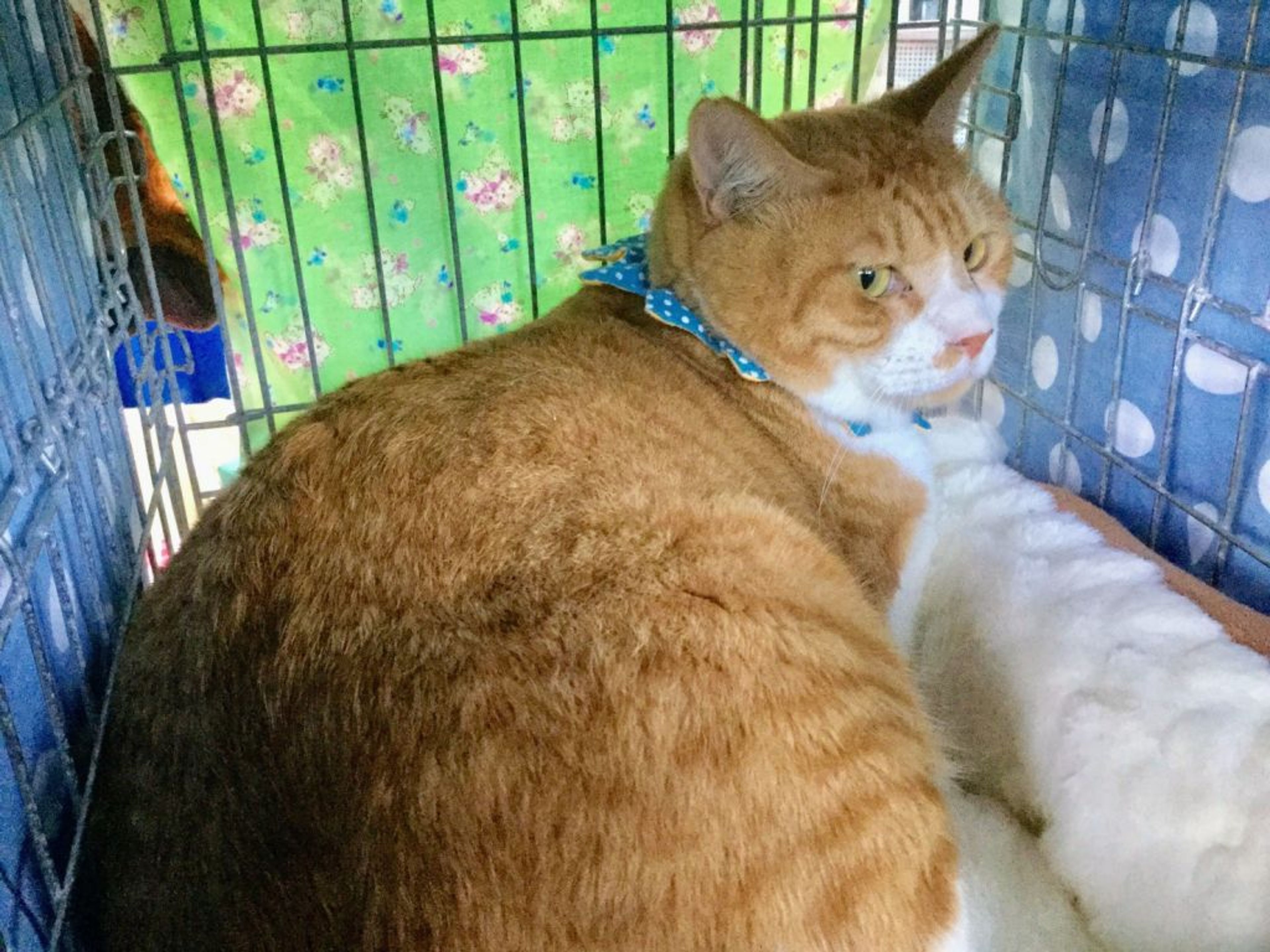 pet-image-3