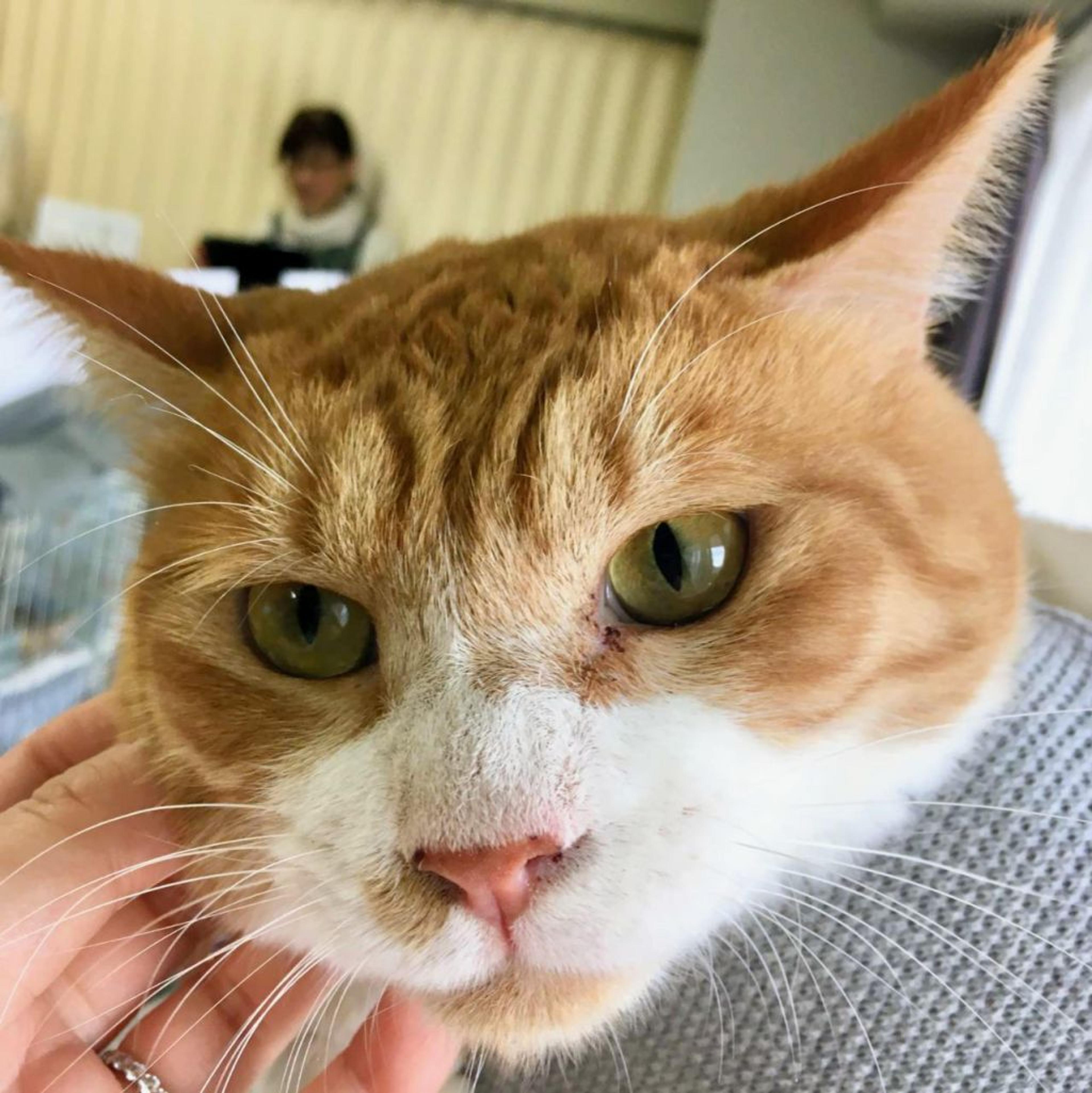 pet-image-2