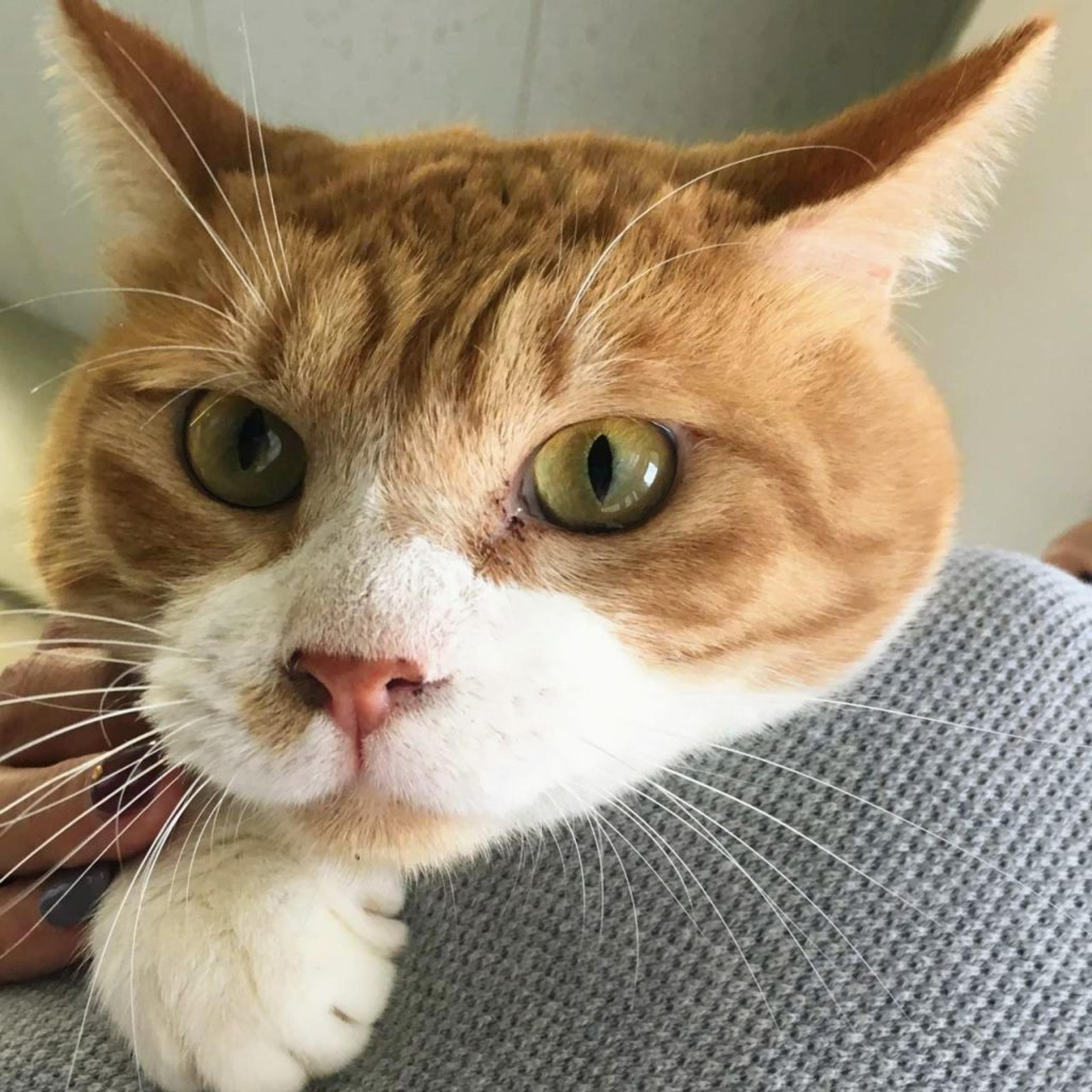 pet-image-4