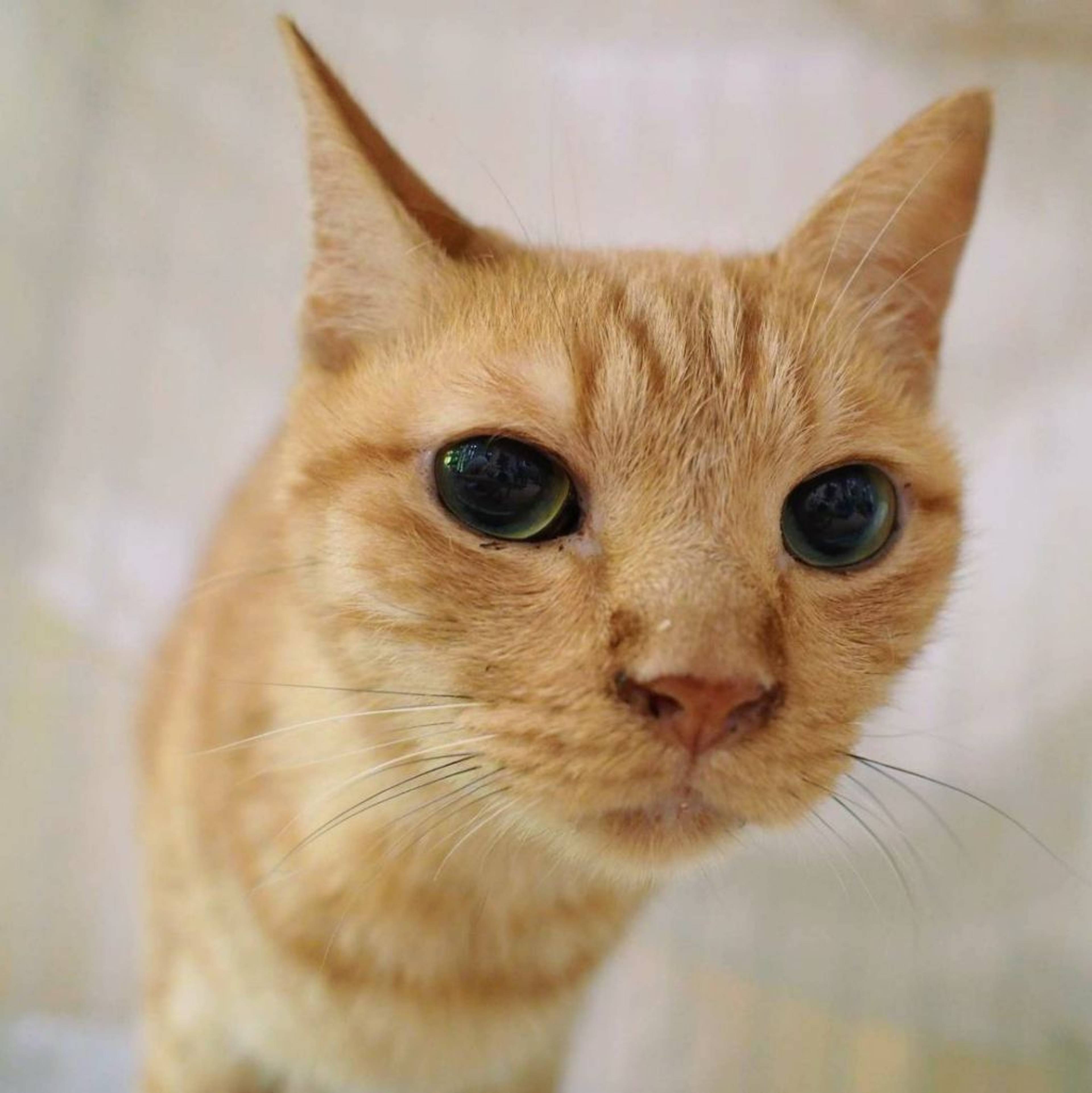 雑種（ミックス猫）・オスの里親募集の写真