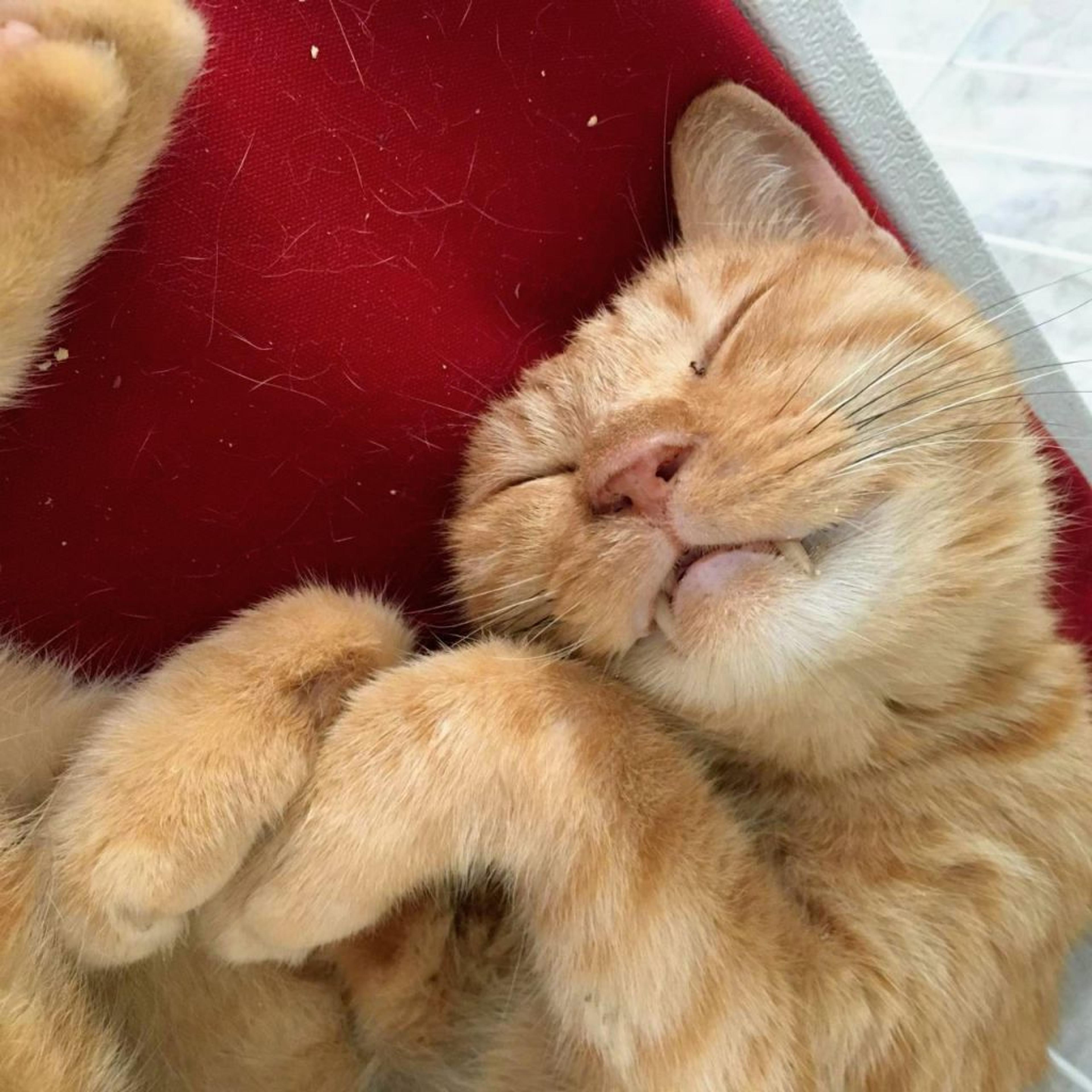 pet-image-2