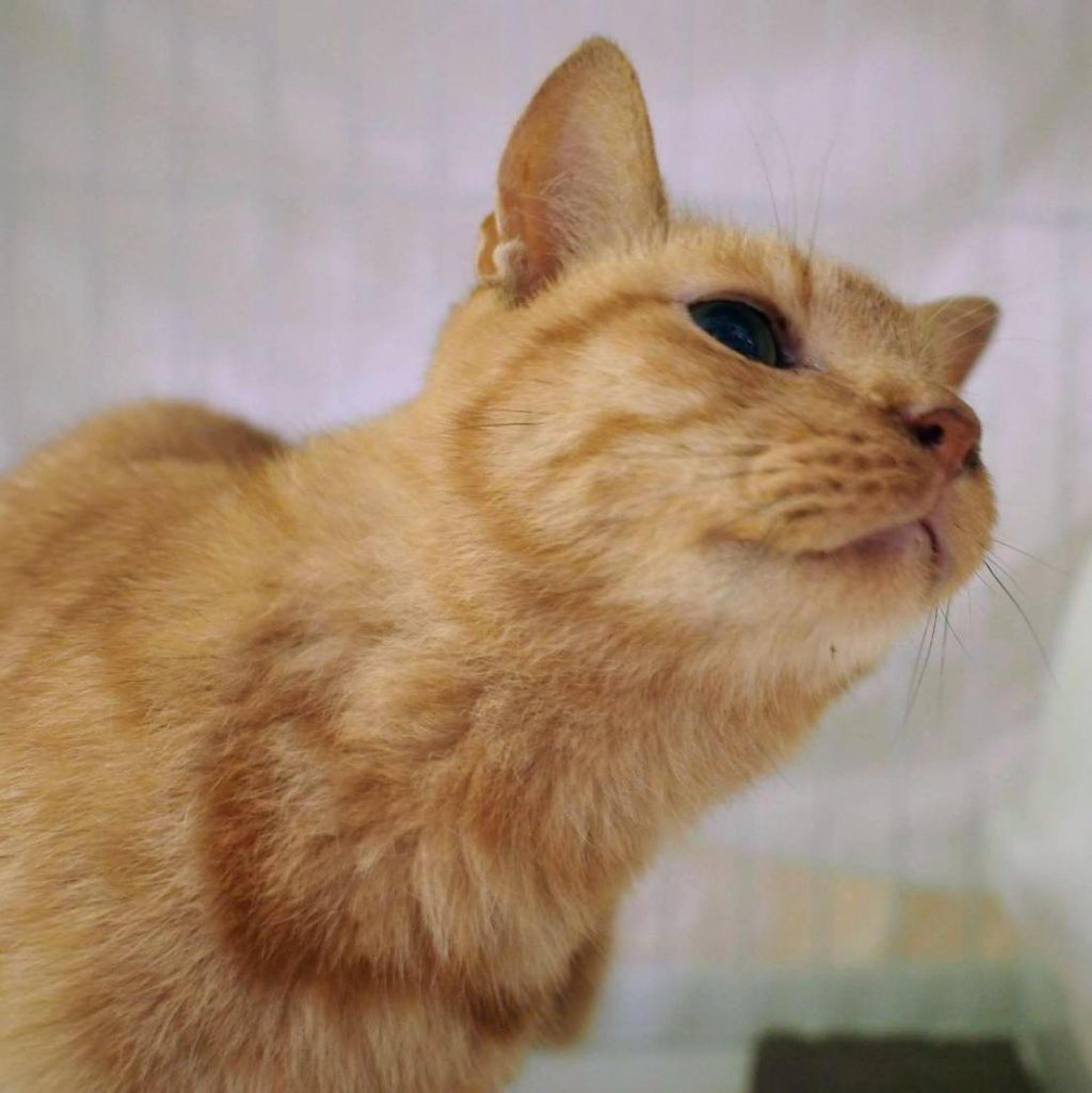 pet-image-3