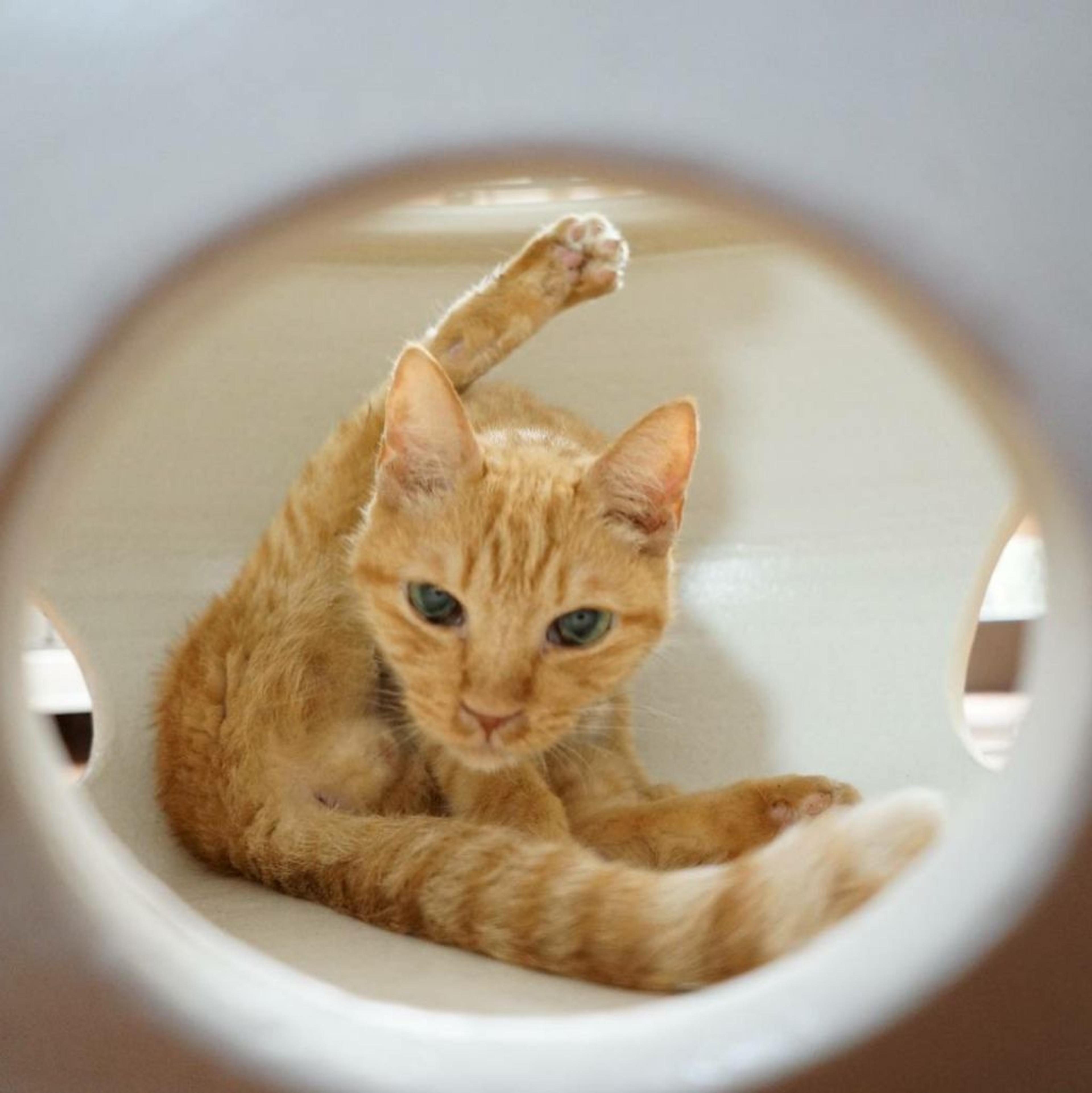 pet-image-4