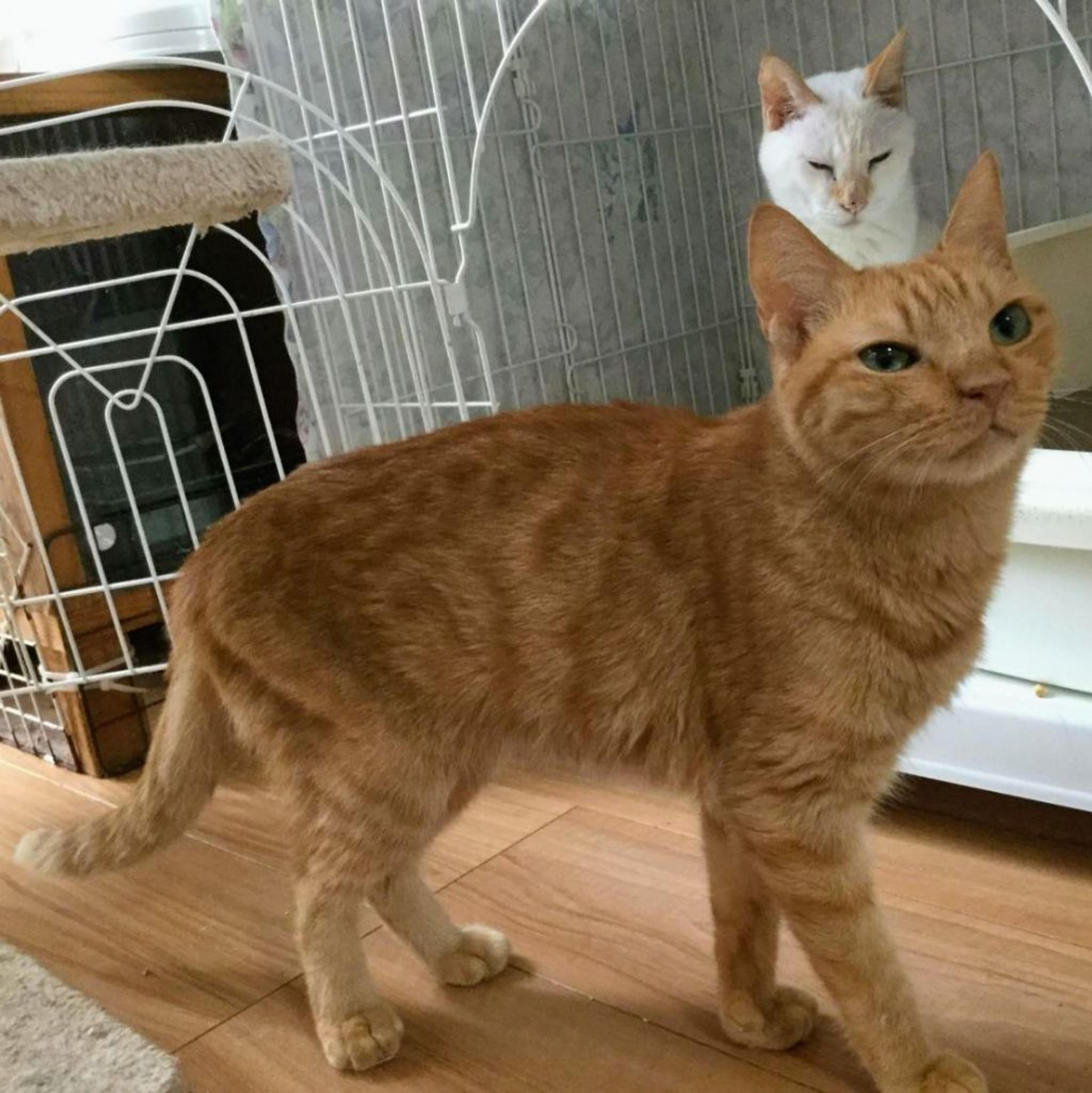 pet-image-6