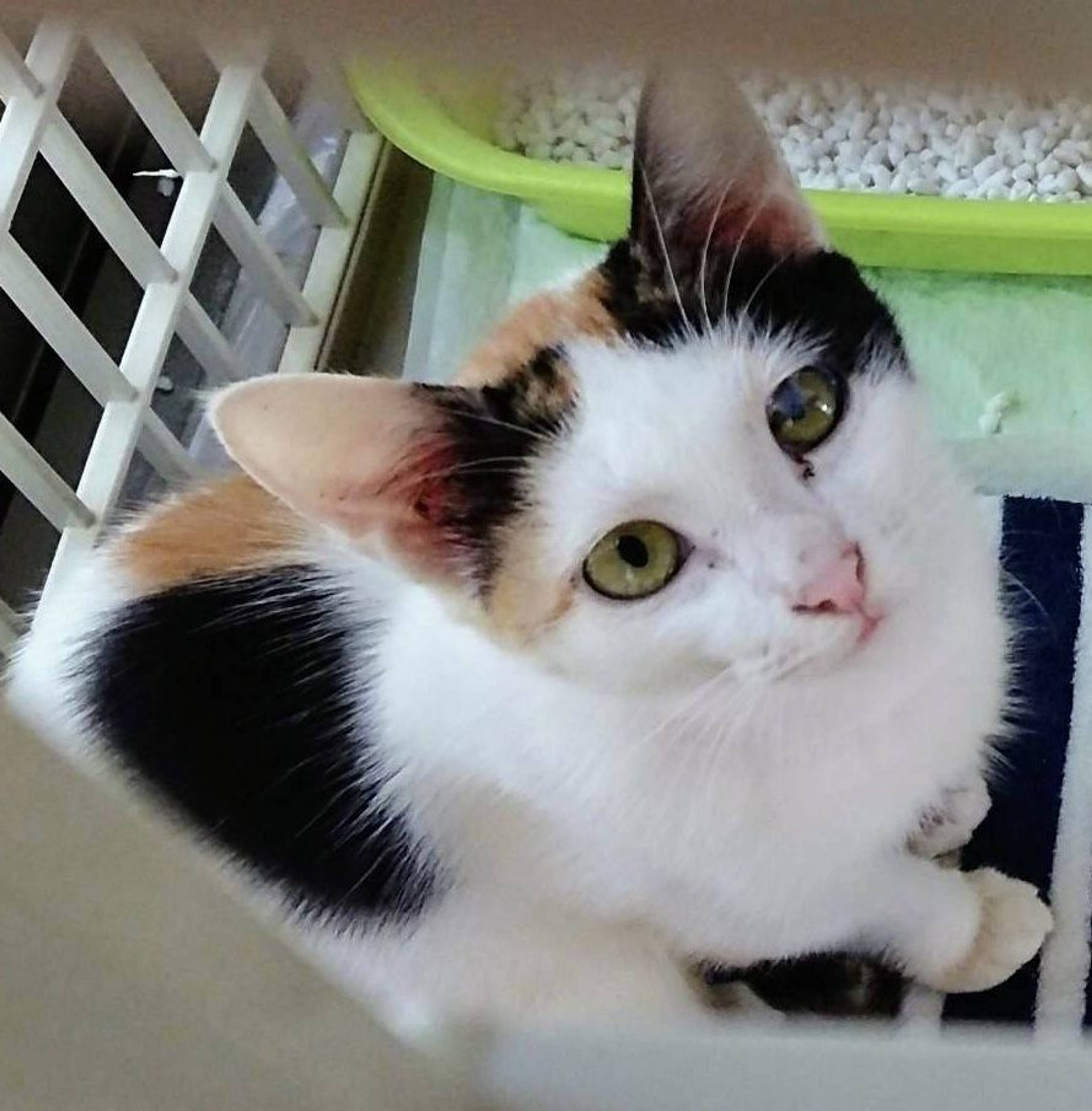 雑種（ミックス猫）・メスの里親募集の写真