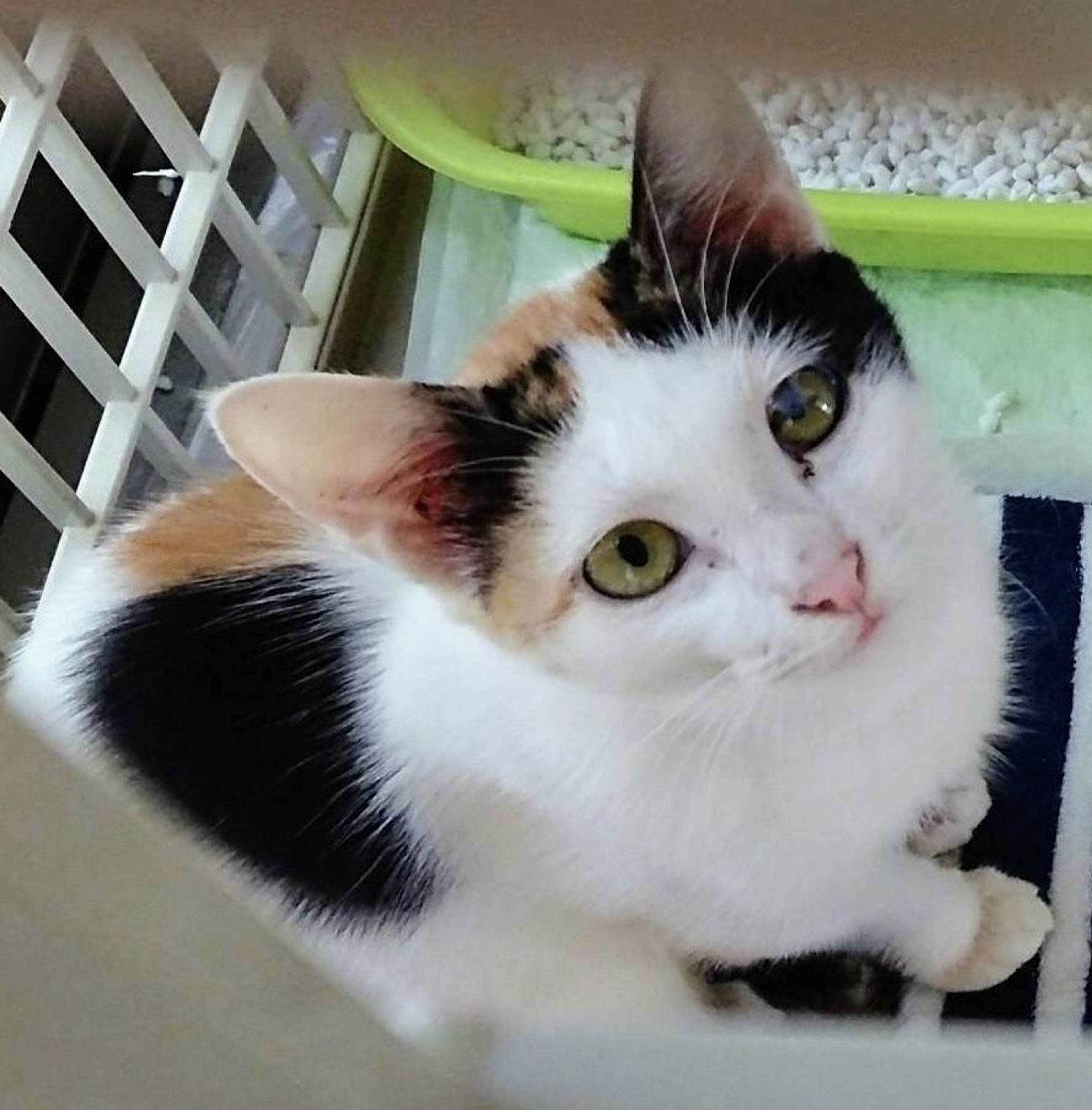 雑種（ミックス猫）・メスの里親募集の写真