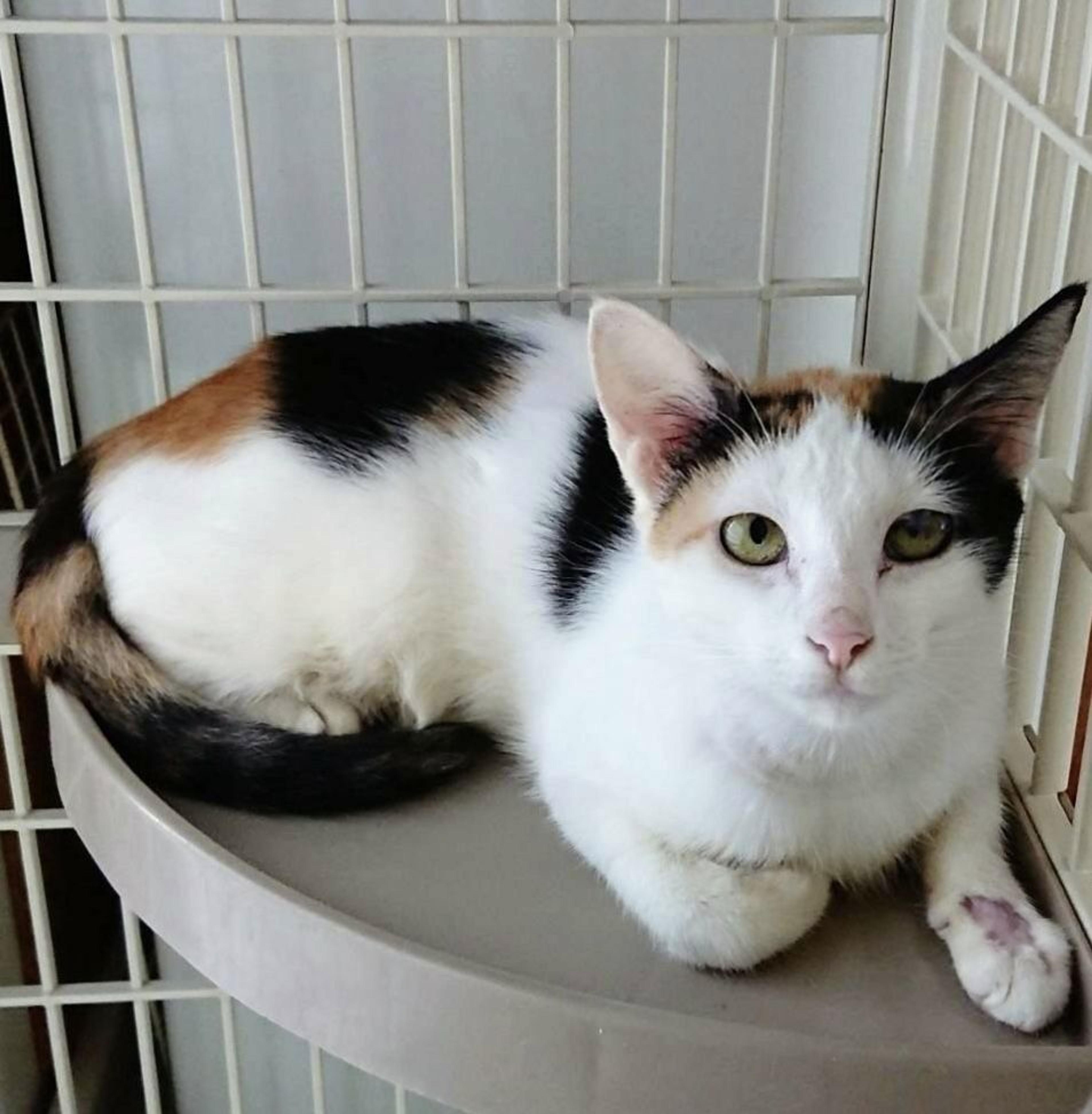pet-image-2