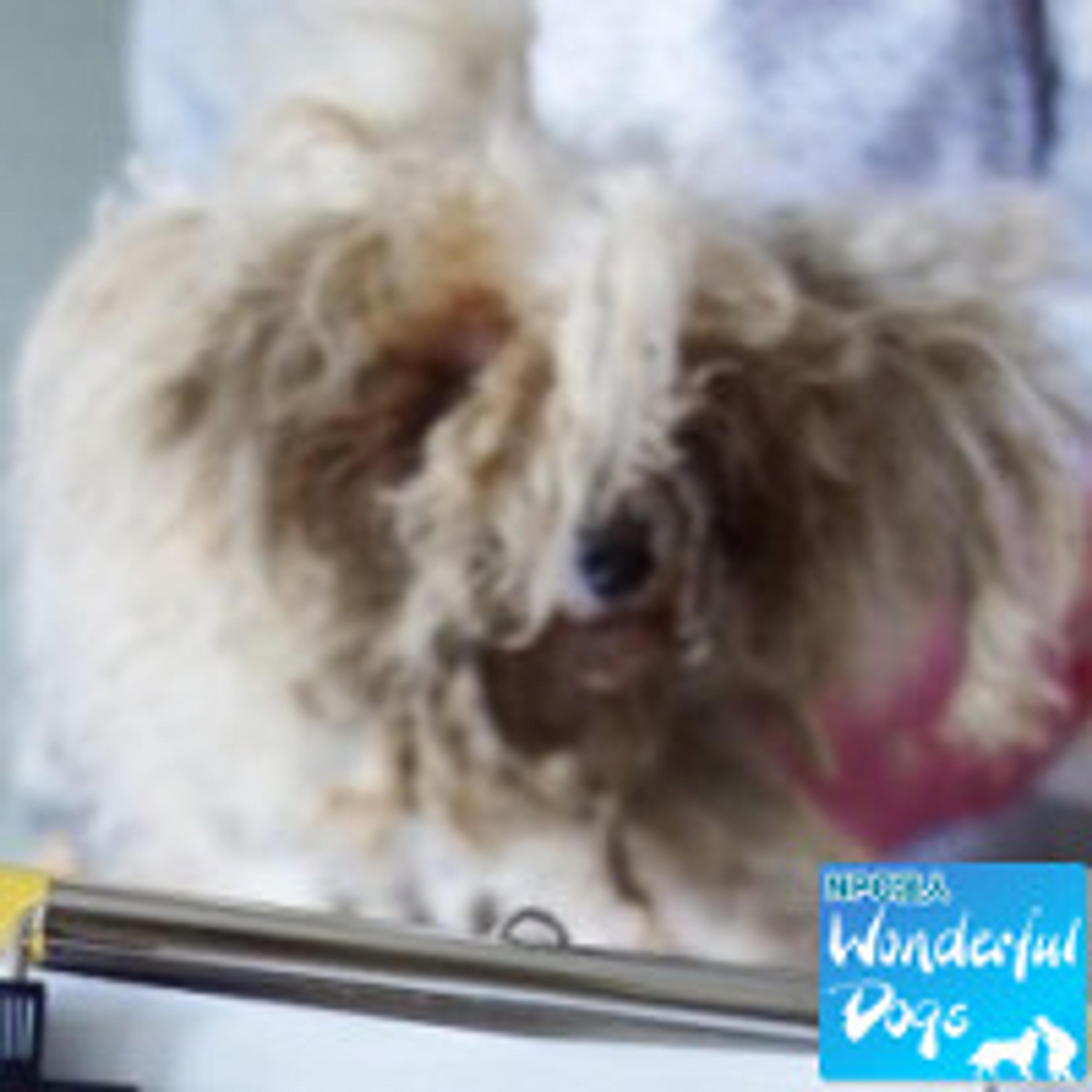 pet-image-2