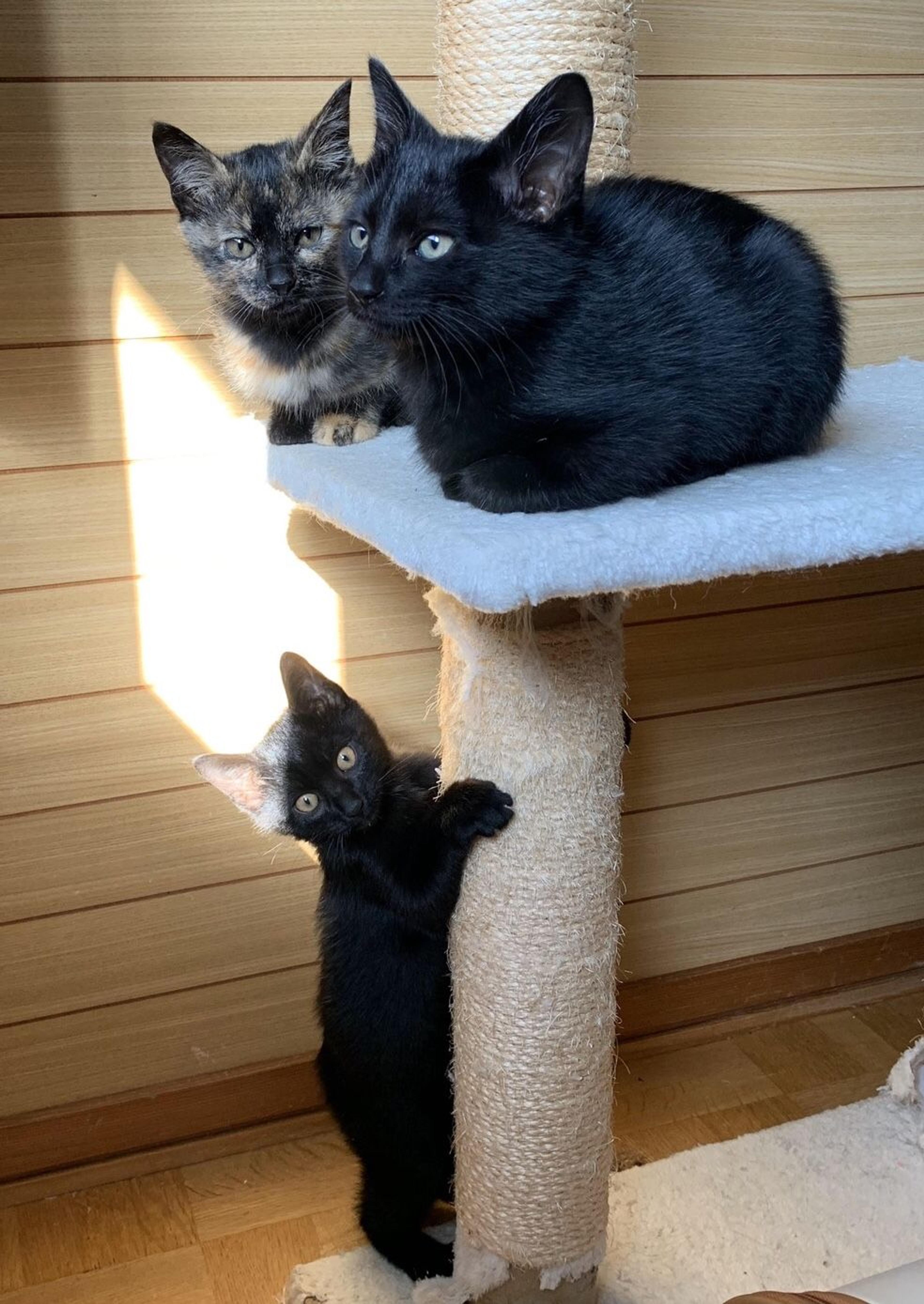 pet-image-4