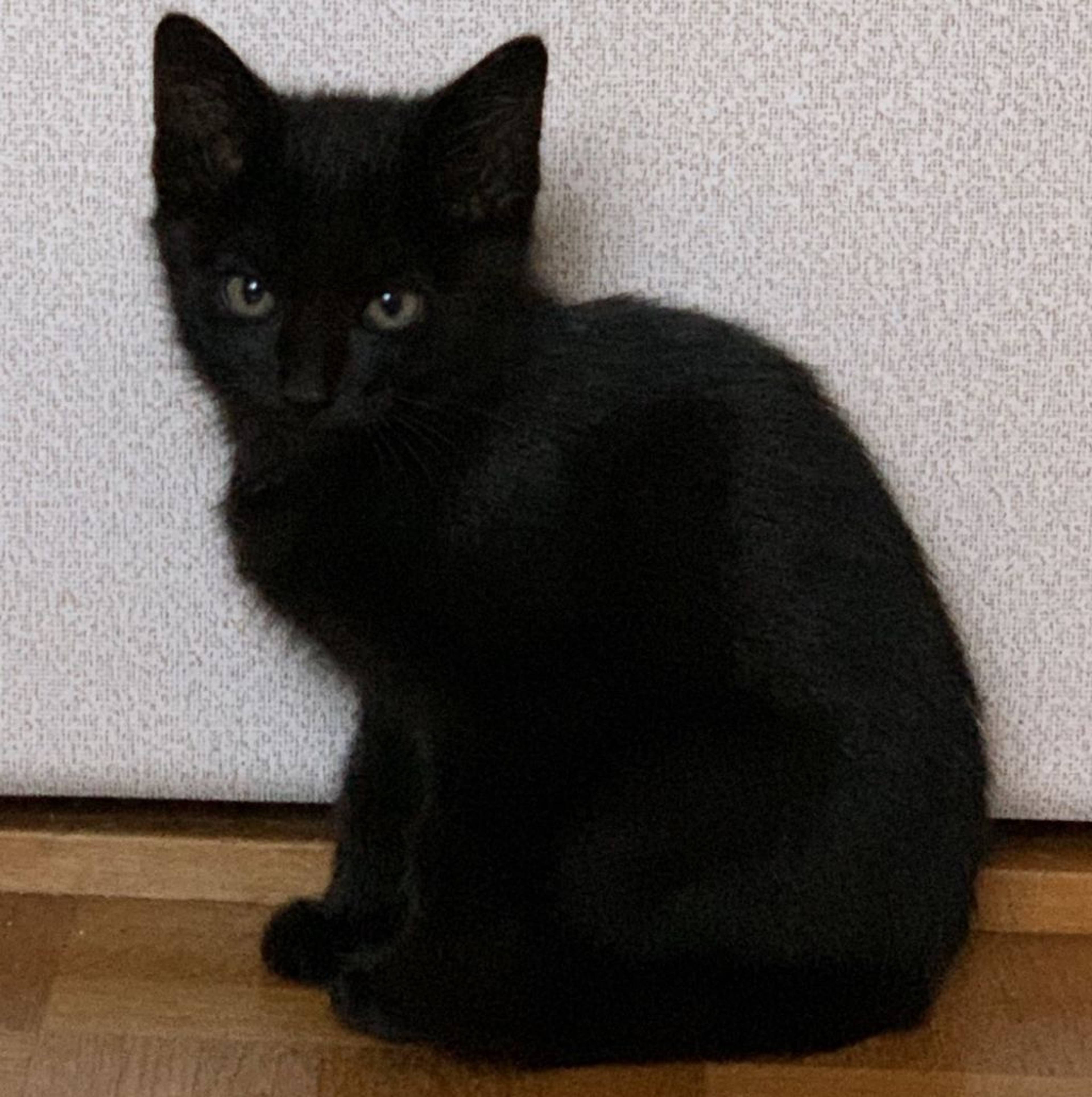 雑種（ミックス猫）・オスの里親募集の写真