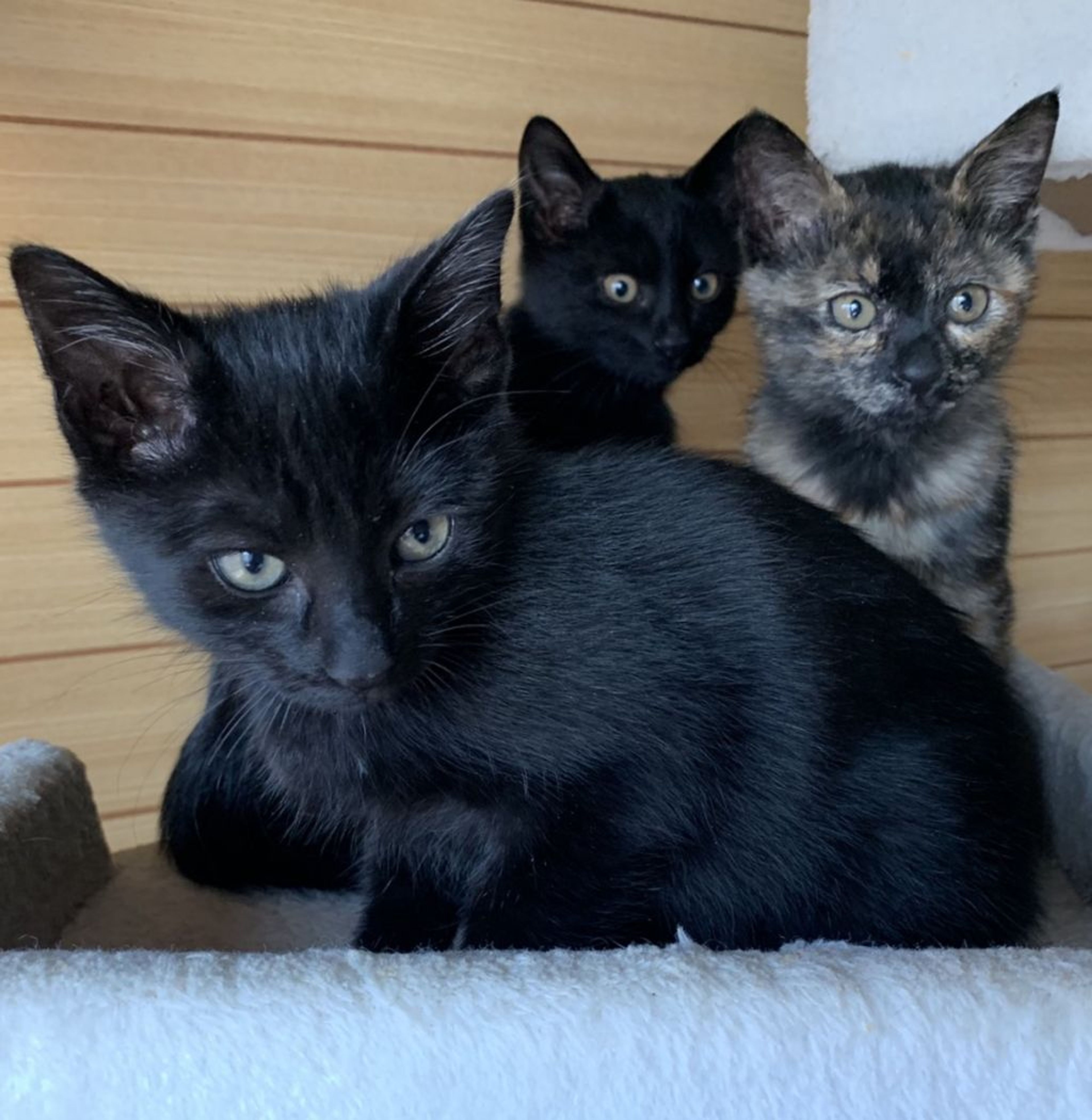 雑種（ミックス猫）・オスの里親募集の写真