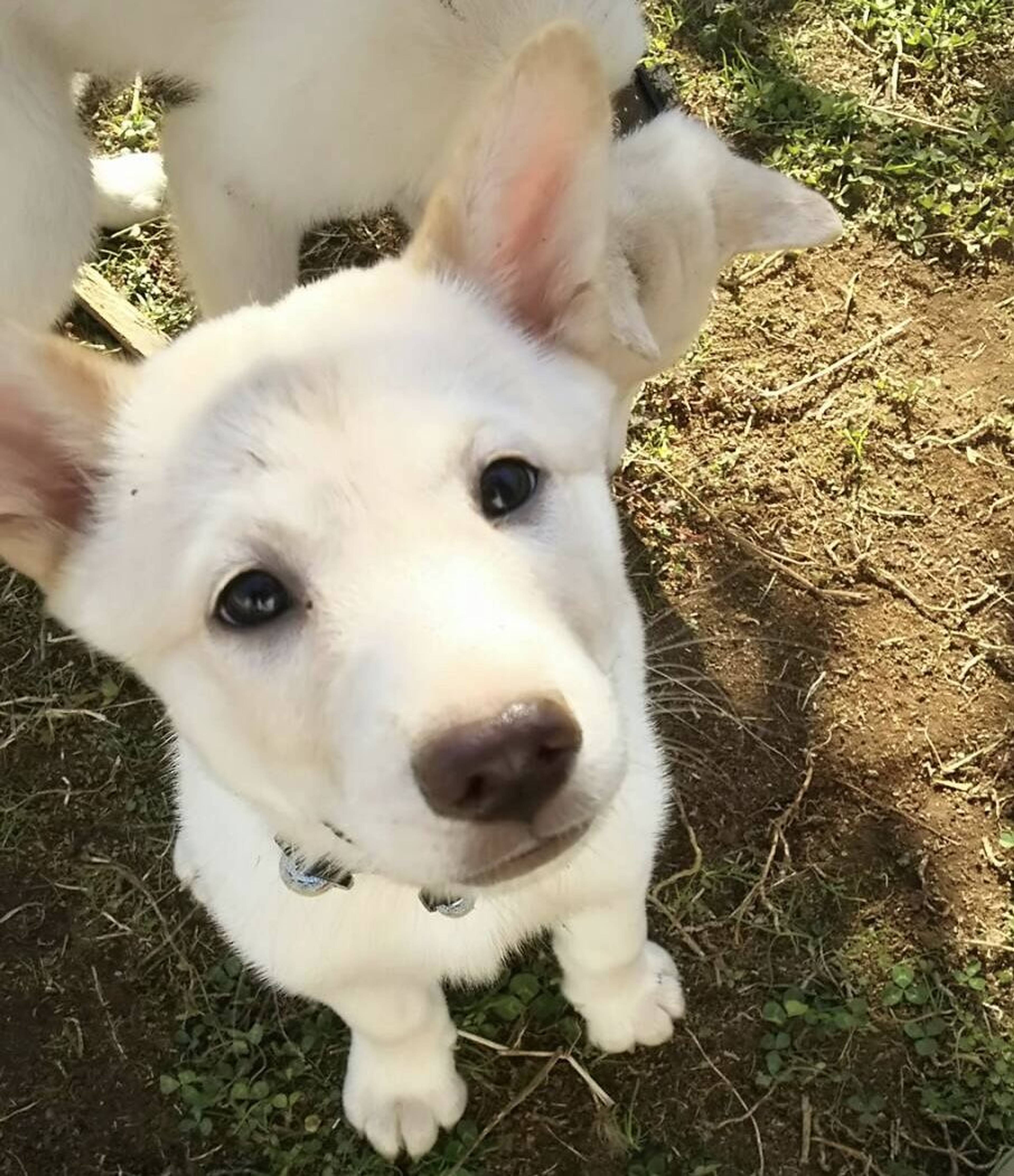 雑種（ミックス犬）・メスの里親募集の写真