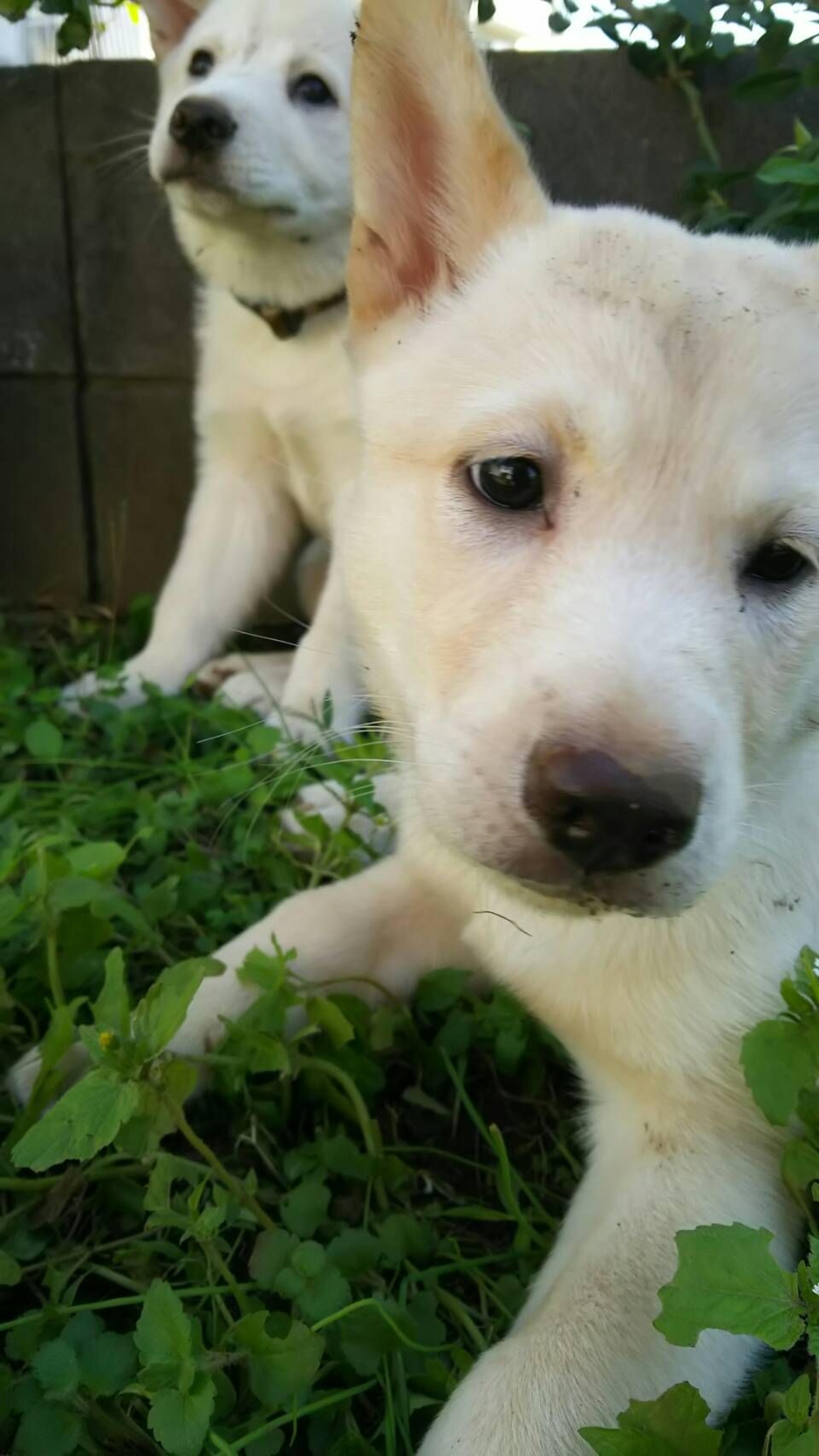 pet-image-2