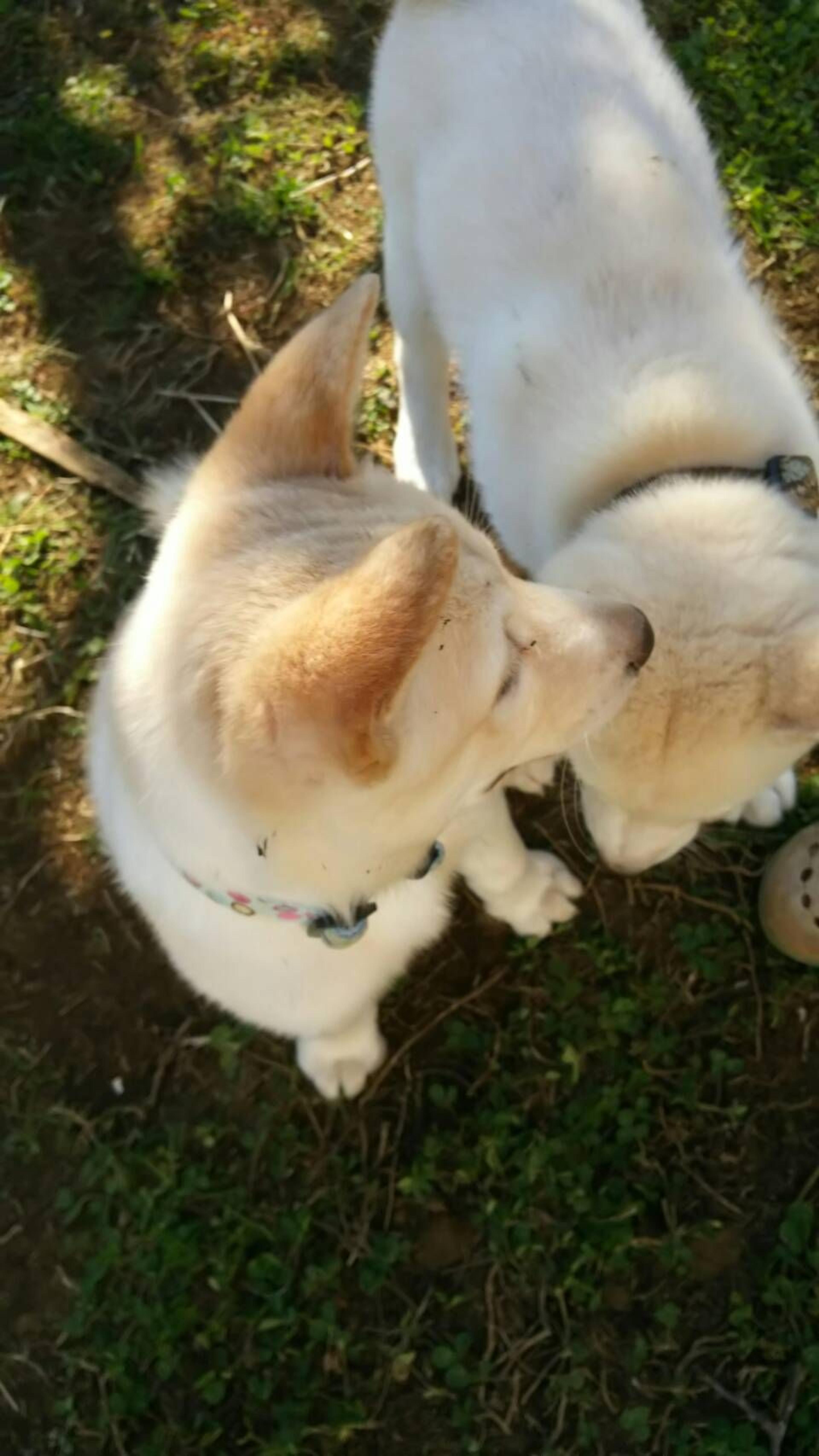 pet-image-4