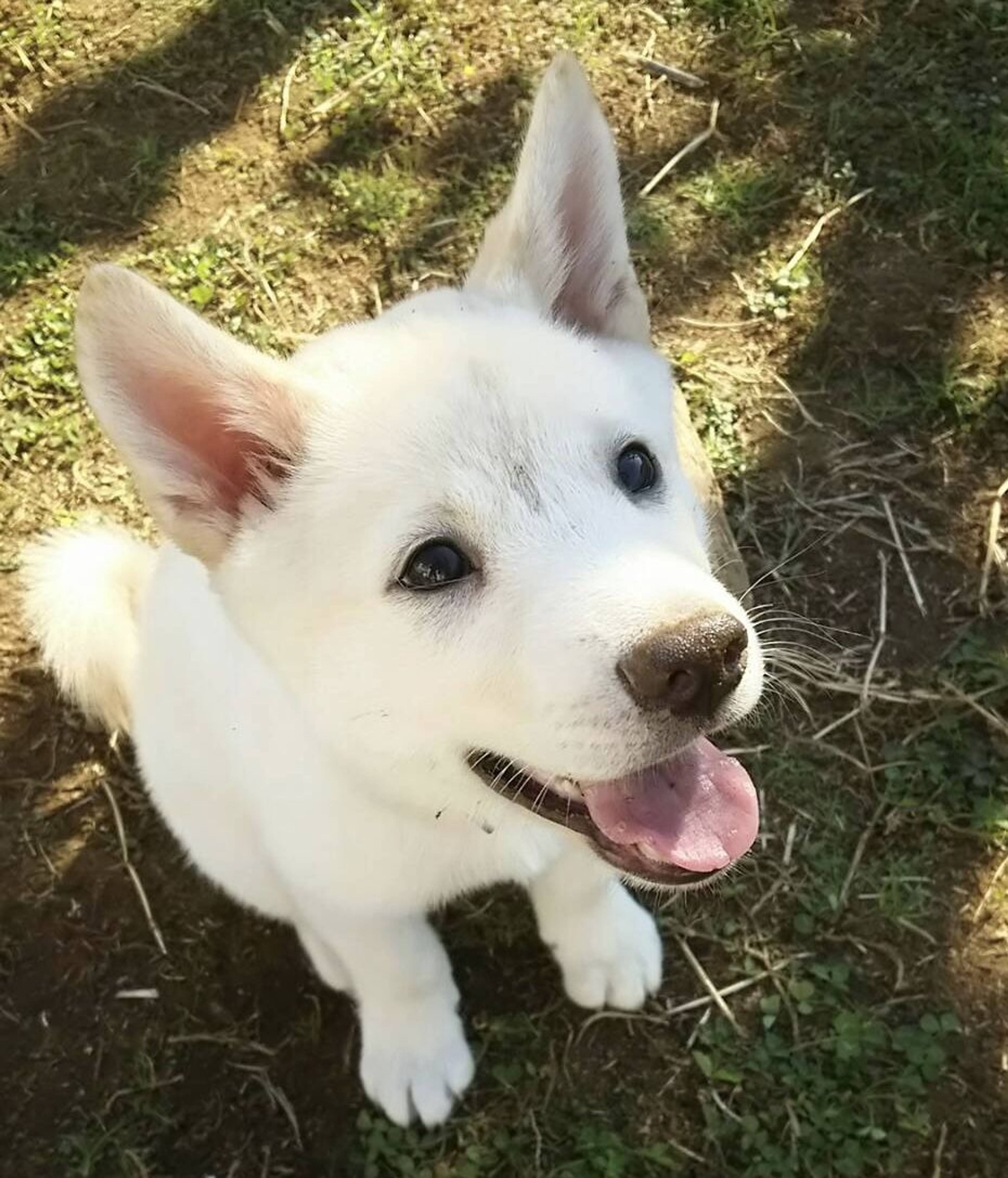 雑種（ミックス犬）・オスの里親募集の写真