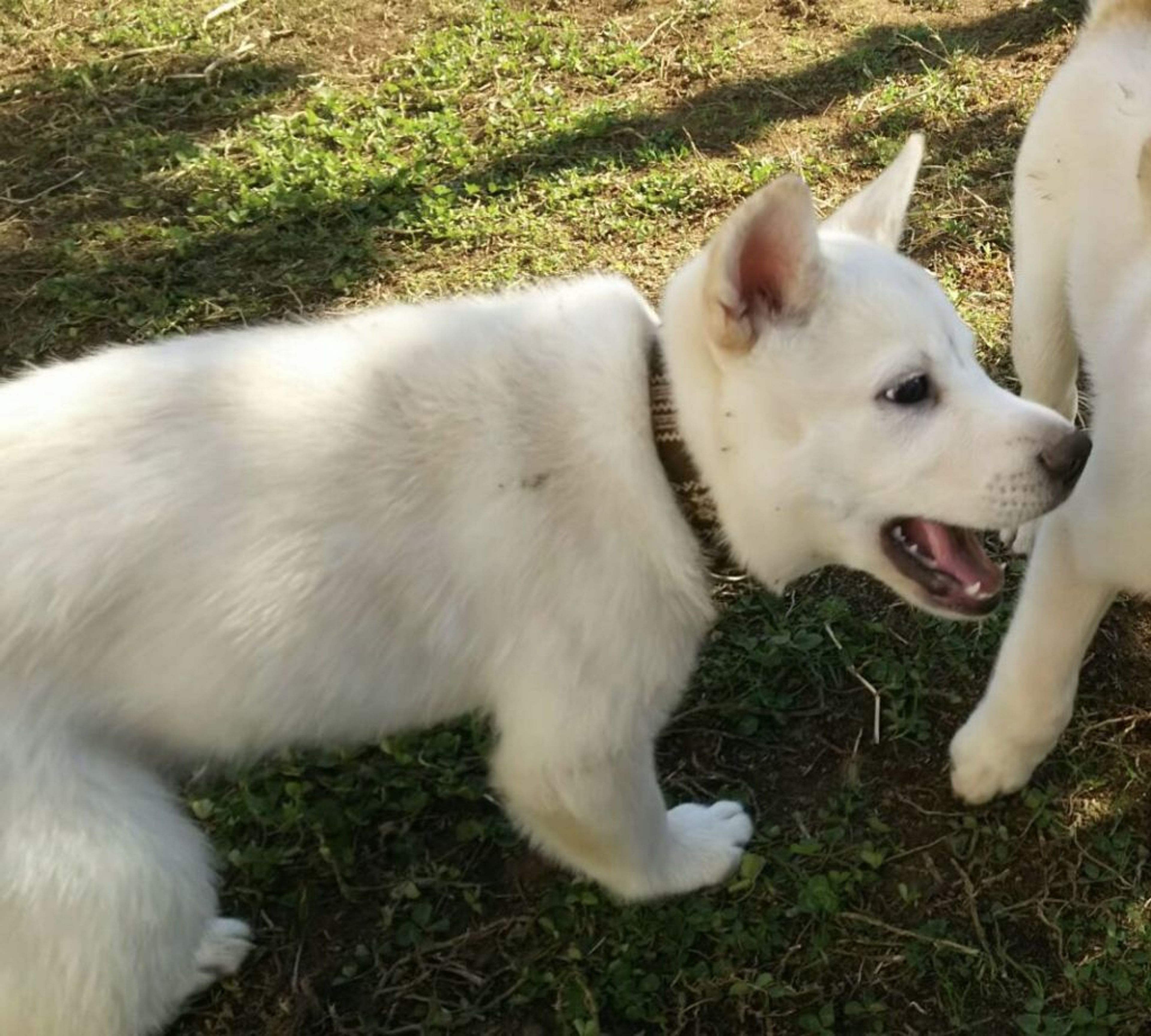 pet-image-3