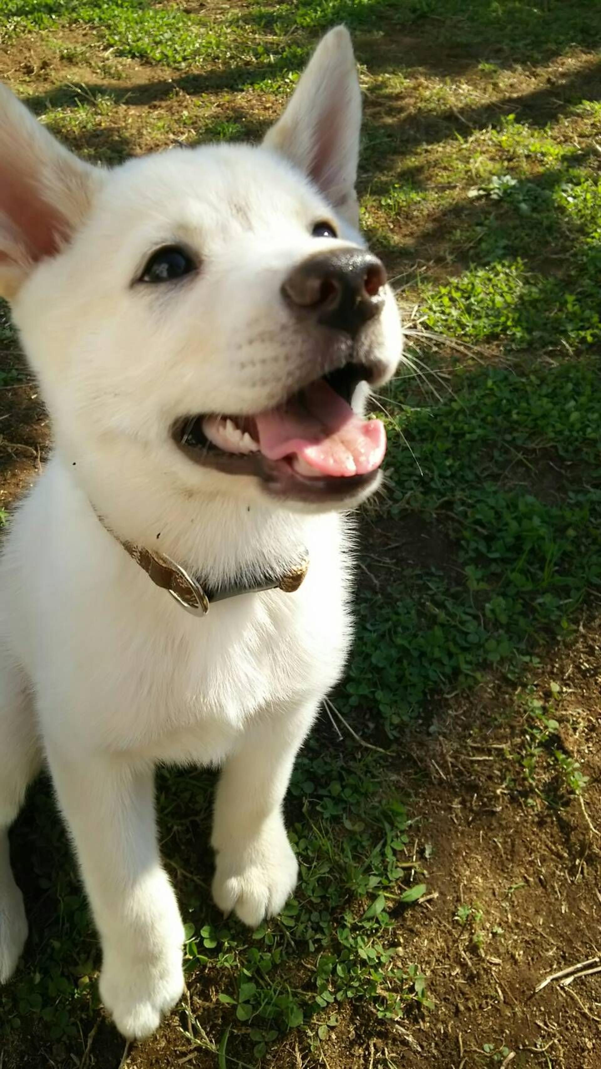 pet-image-4