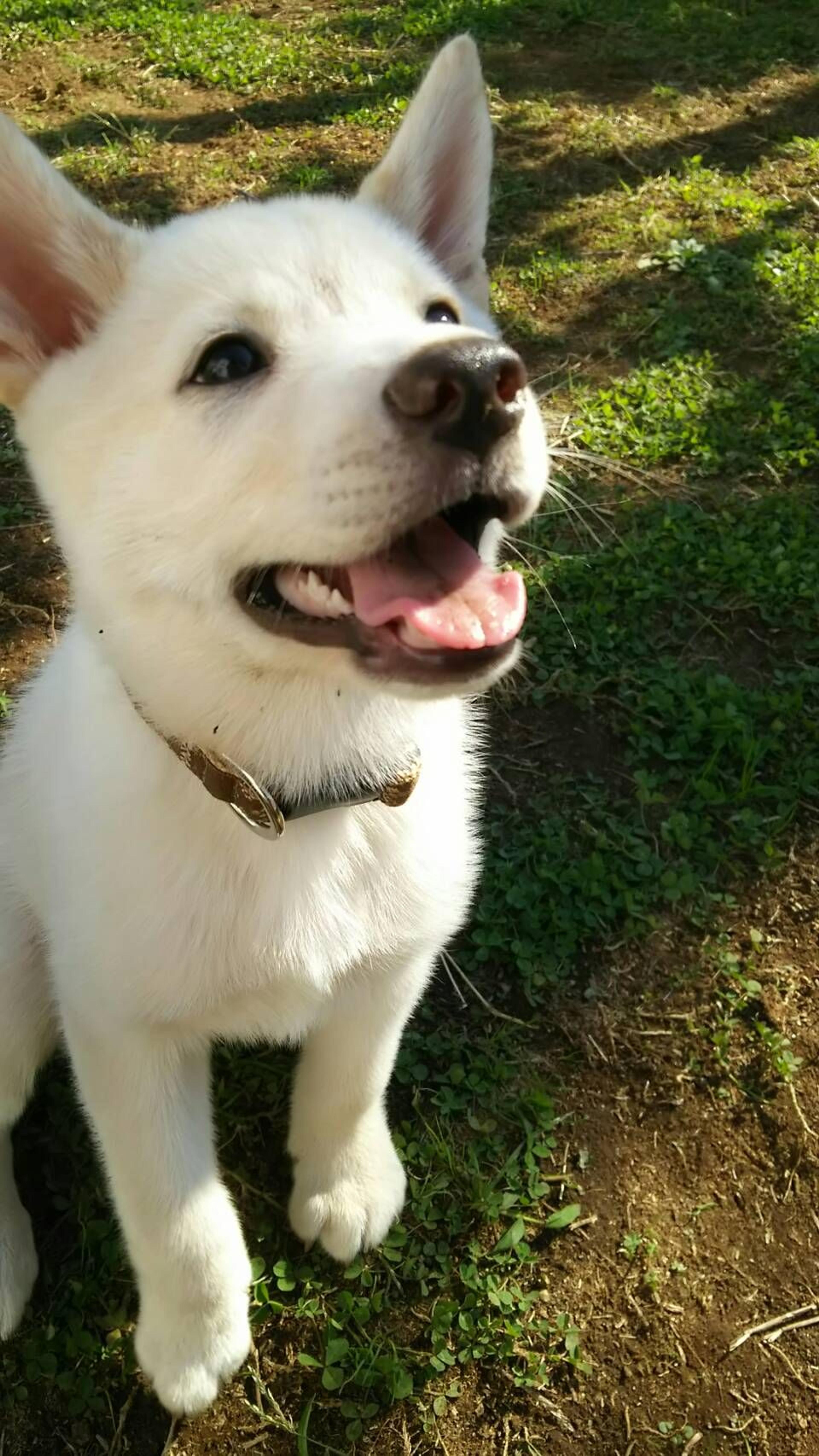 pet-image-4