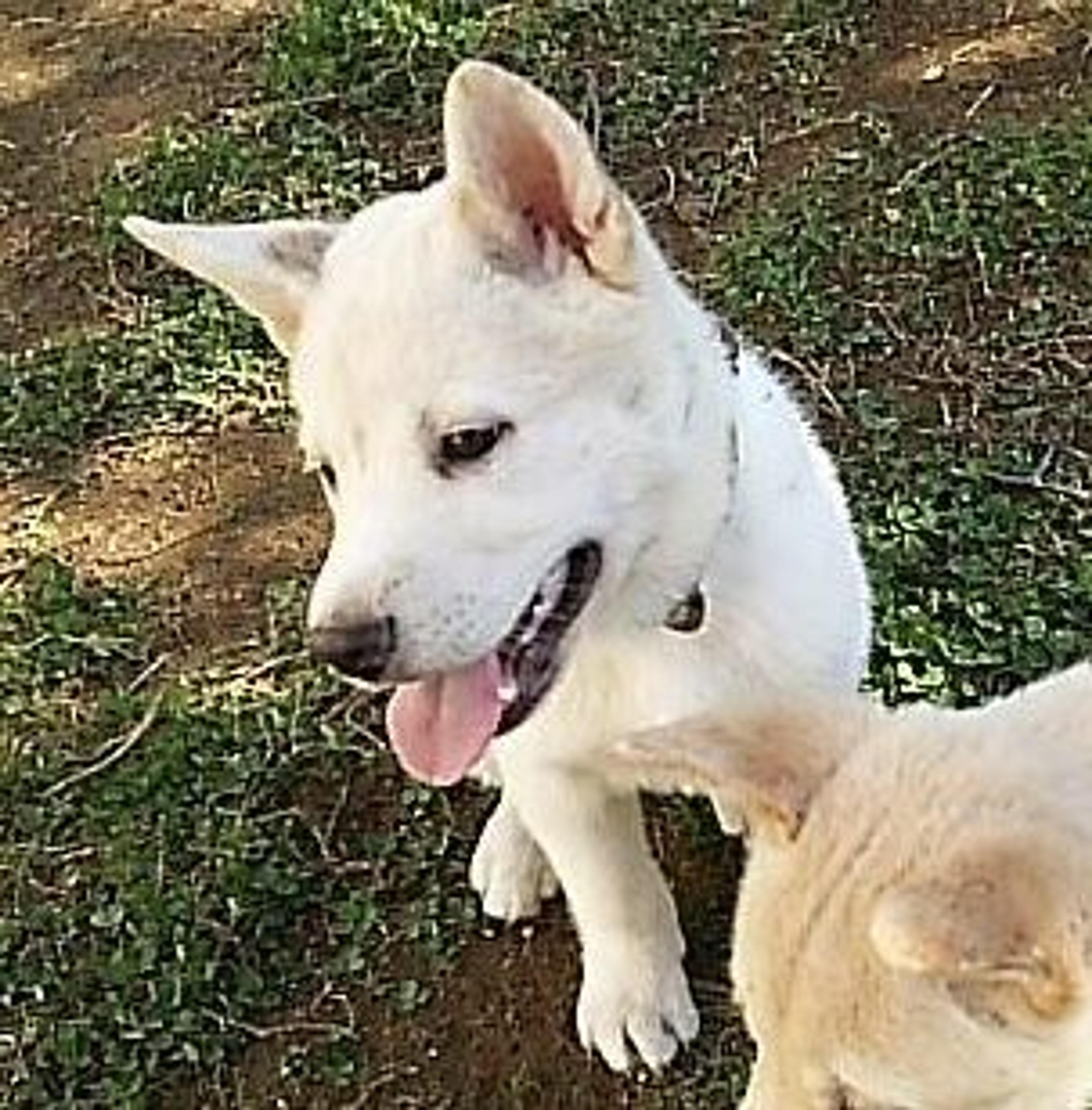pet-image-5